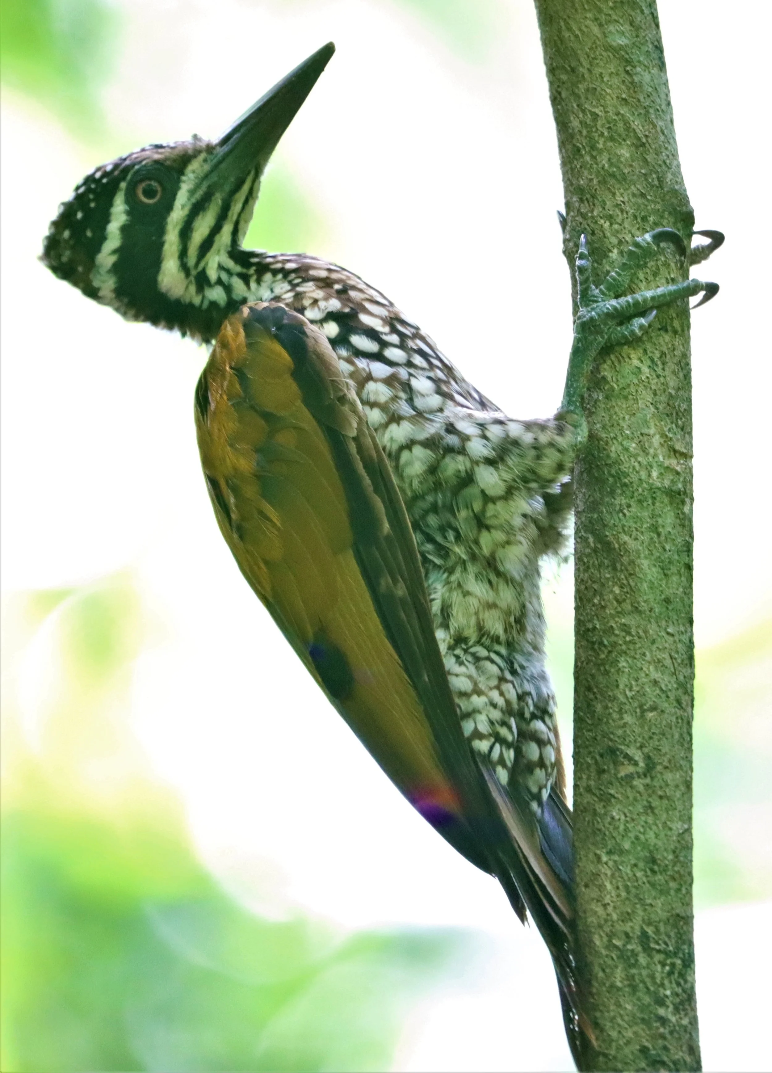 Greater Flameback (Chrysocolaptes lucidus)