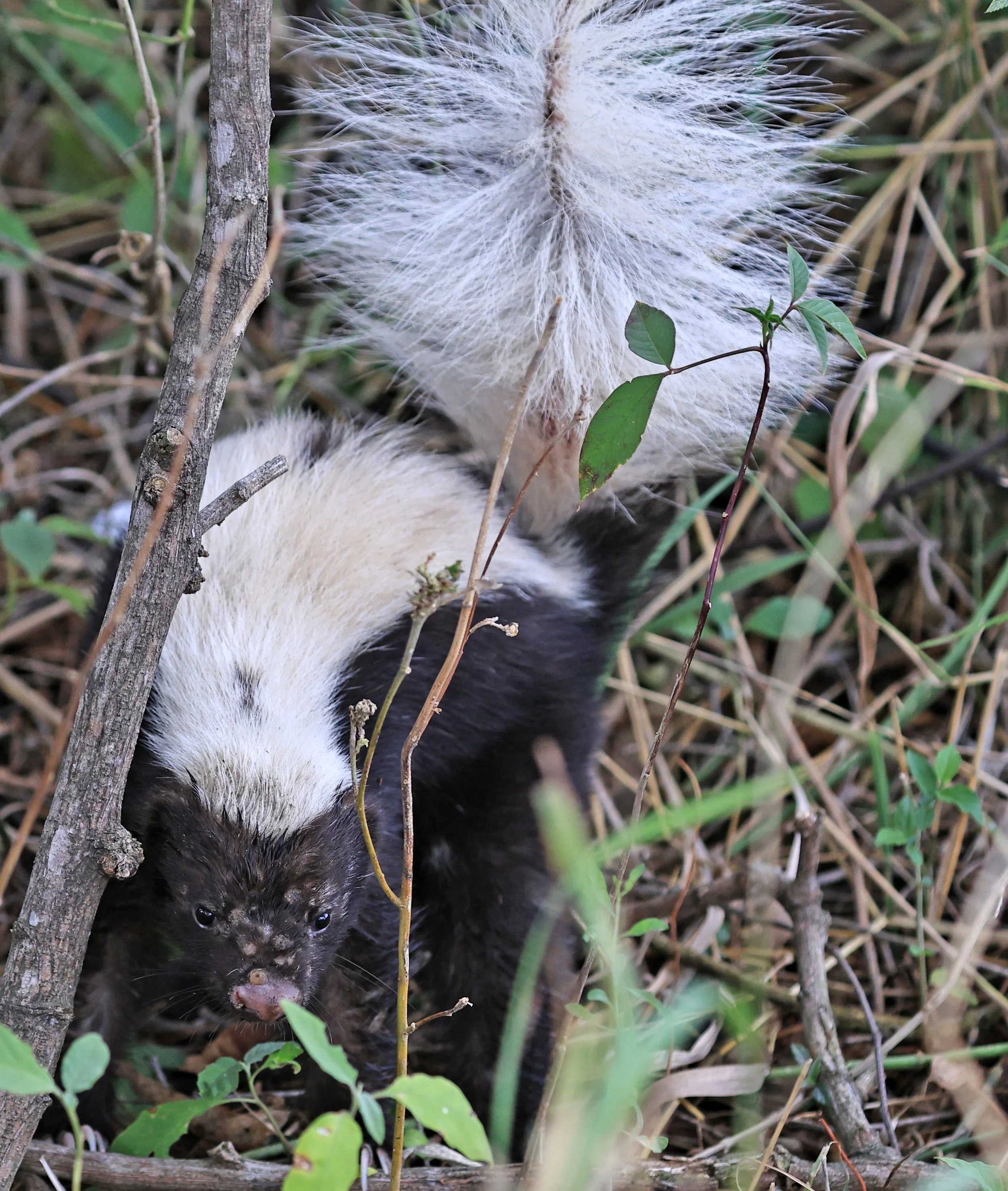 Molina's Hog-nosed Skunk (Conepatus chinga) Estancia Campo'i Paraguay  (15).jpg