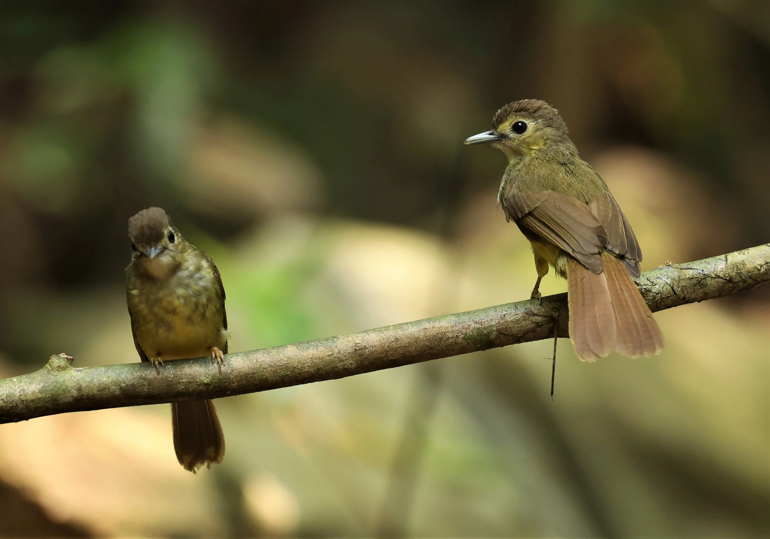 BULBUL - HAIRY-BACKED BULBUL - Tricholestes criniger - KRUNG CHING, KHAO LUANG NP NST, APRIL 2022 (4).jpg