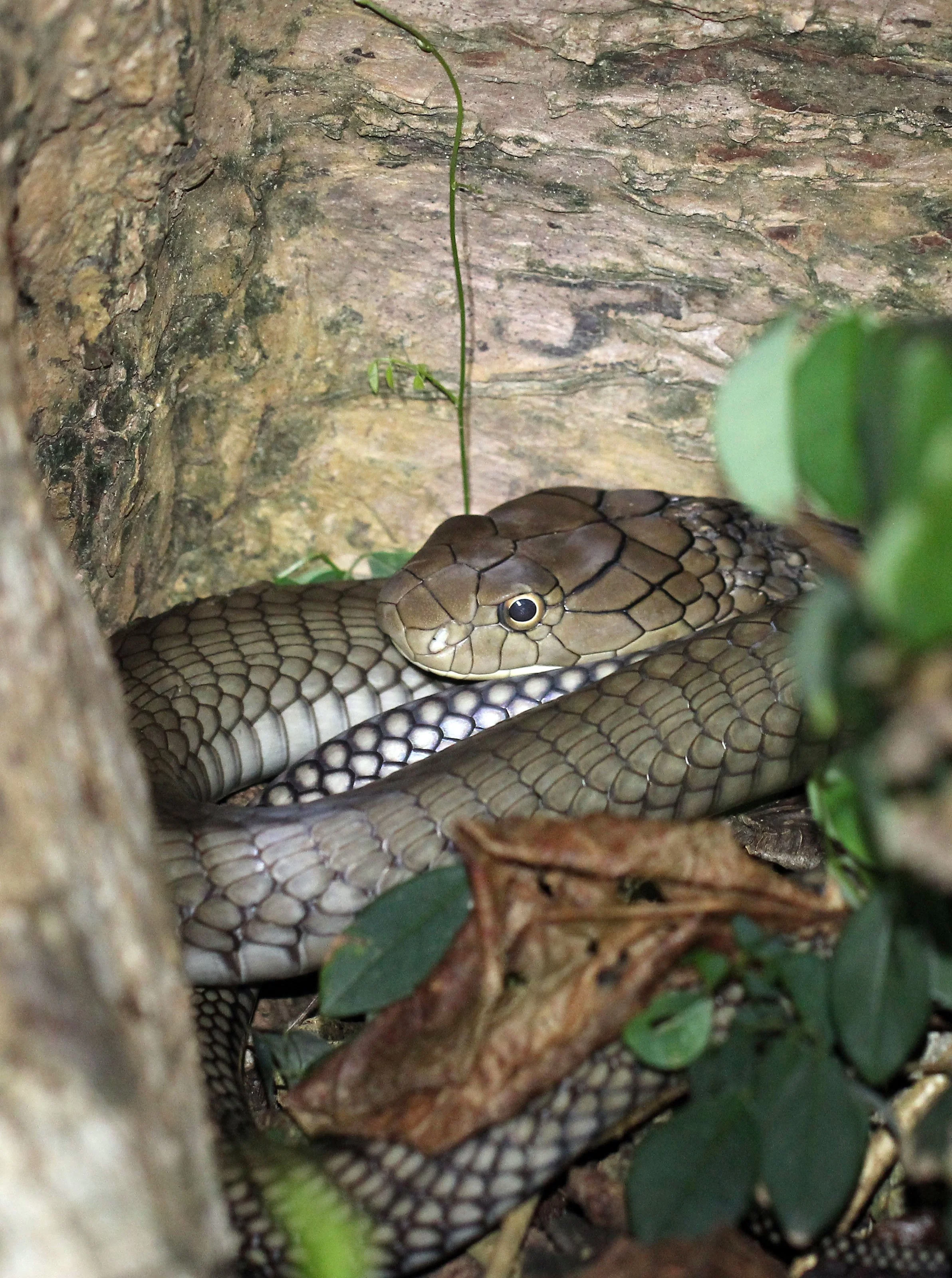 Ophiophagus hannah - KING COBRA - KOH LANTA THAILAND (5).JPG