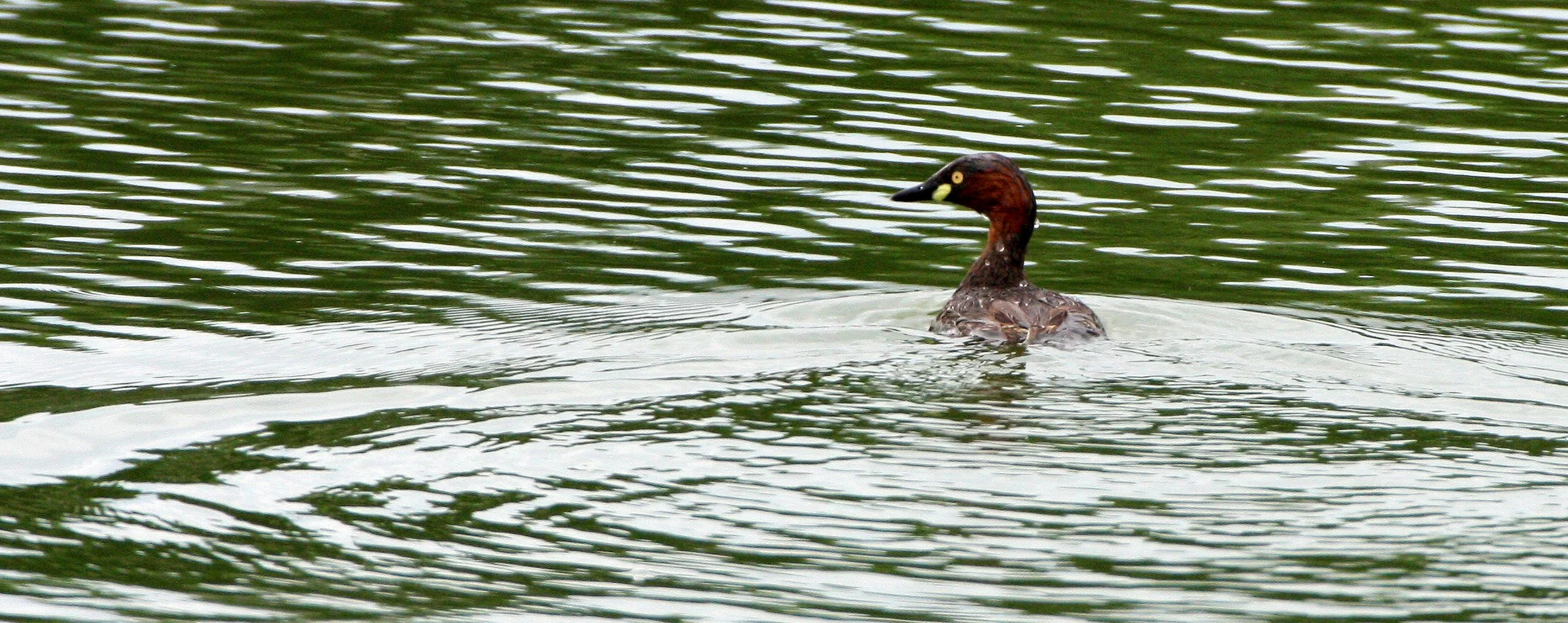 Little Grebe (Tachybaptus ruficollis) Nakhon Si Thammarat Wetlands (4).JPG