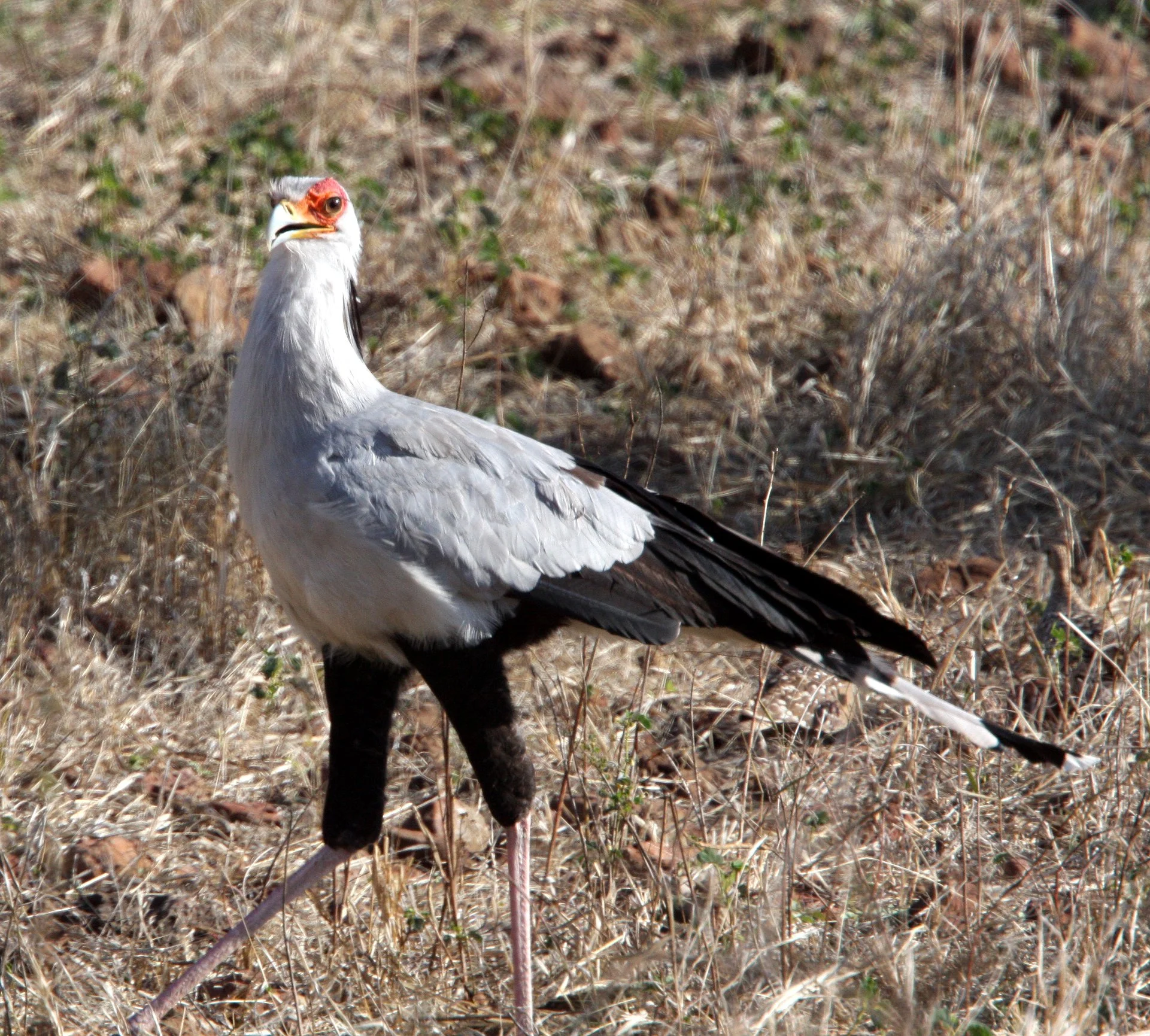 BIRD - SECRETARY BIRD - CHOBE NATIONAL PARK BOTSWANA (8).JPG
