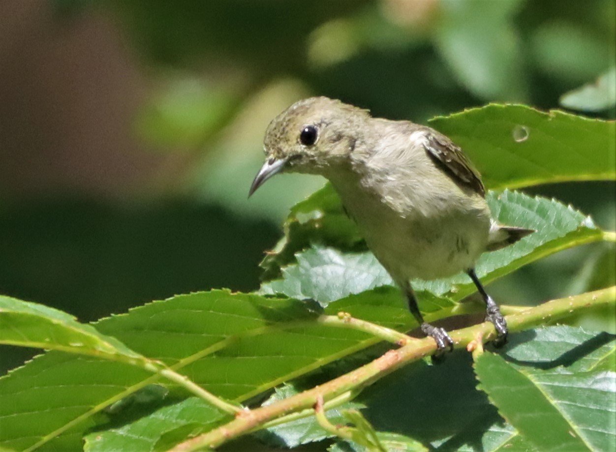 FLOWERPECKER - PLAIN FLOWERPECKER - Dicaeum minullum - DOI ANG KANG CHIANG MAI (28).jpg