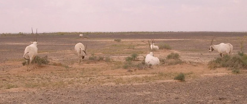 BOVID - ORYX - ARABIAN ORYX-SHAUMARI (2).JPG