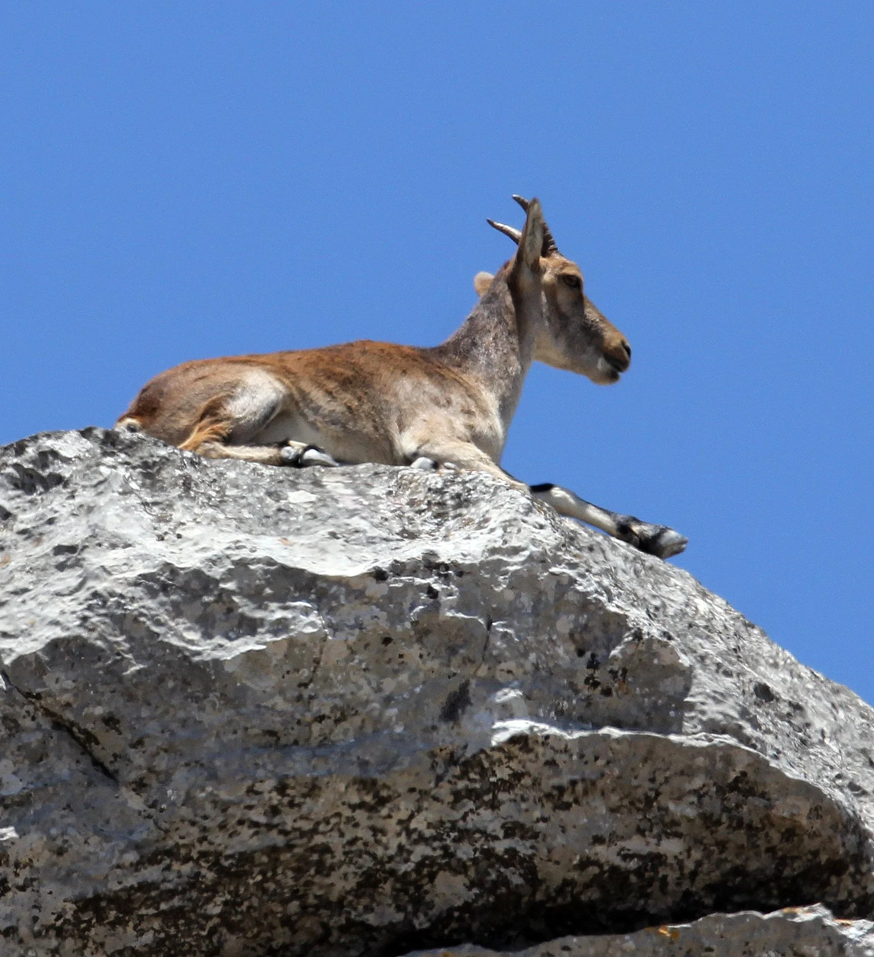 SOUTHEASTERN SPANISH (RONDA) IBEX - Capra pyrenaica meridionalis - EL TORCAL NATIONAL PARK SPAIN (25).JPG