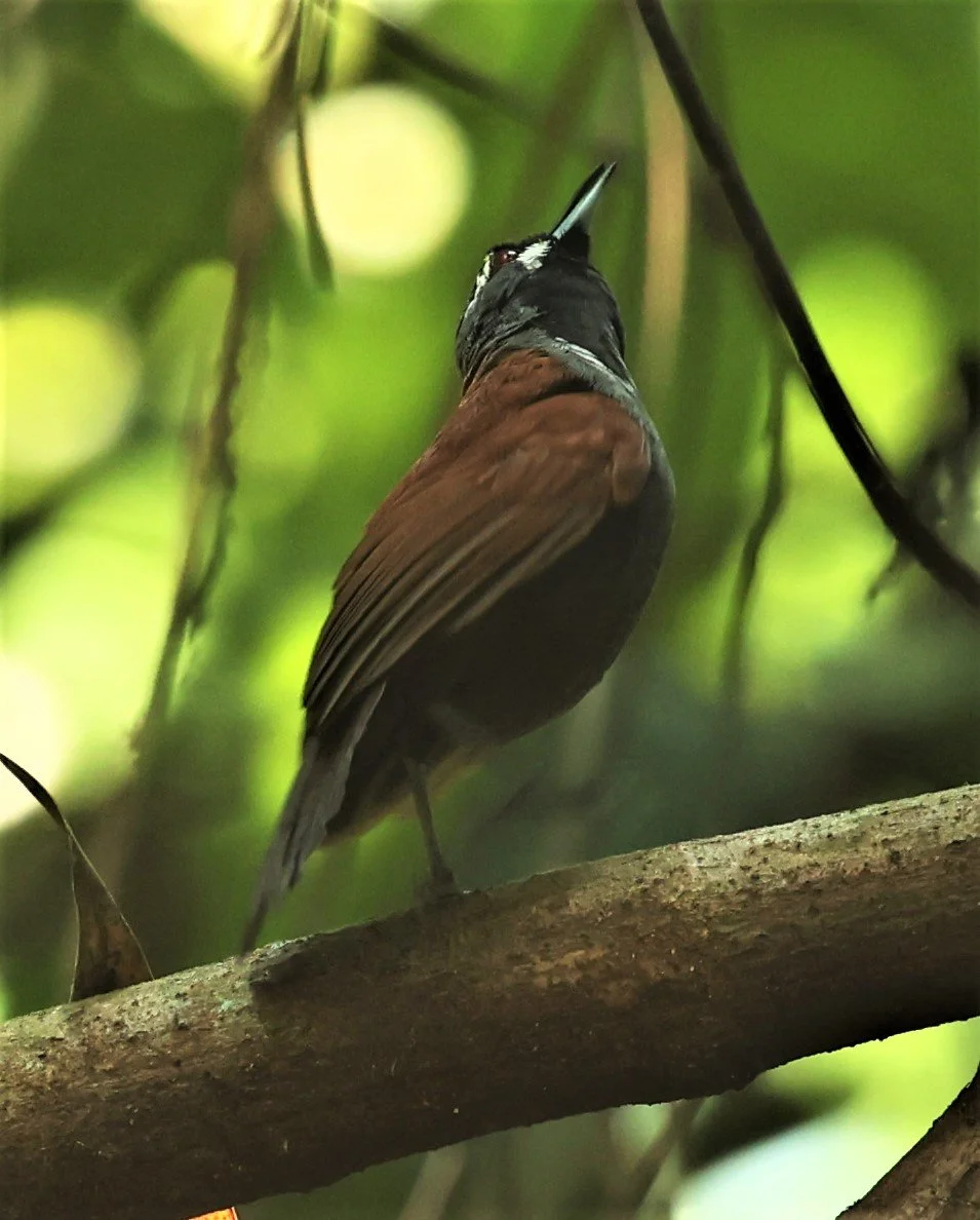 BABBLER- BLACK-THROATED BABBLER - Stachyris nigricollis - KRUNG CHING, KHAO LUANG NP NST, APRIL 2022 (79).jpg