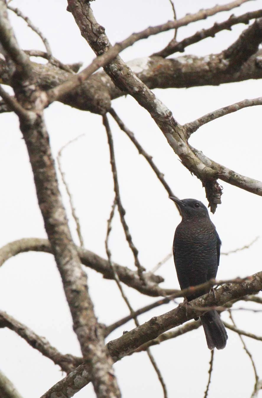 THRUSH - BLUE ROCK-THRUSH - Monticola solitarius - KHAO YAI NP THAILAND (3).JPG