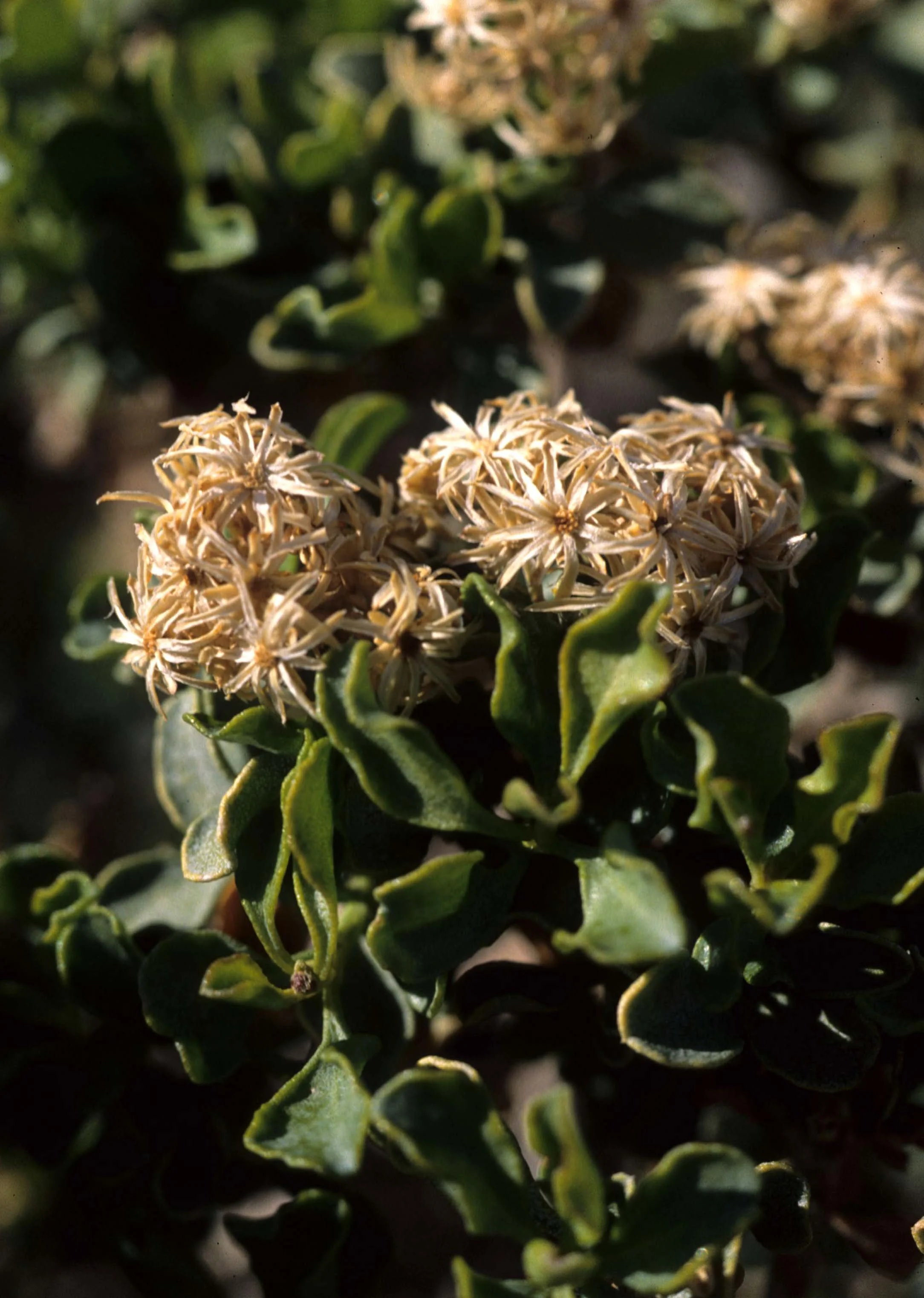 ANZA BORREGO - PLANT SPECIES D.jpg