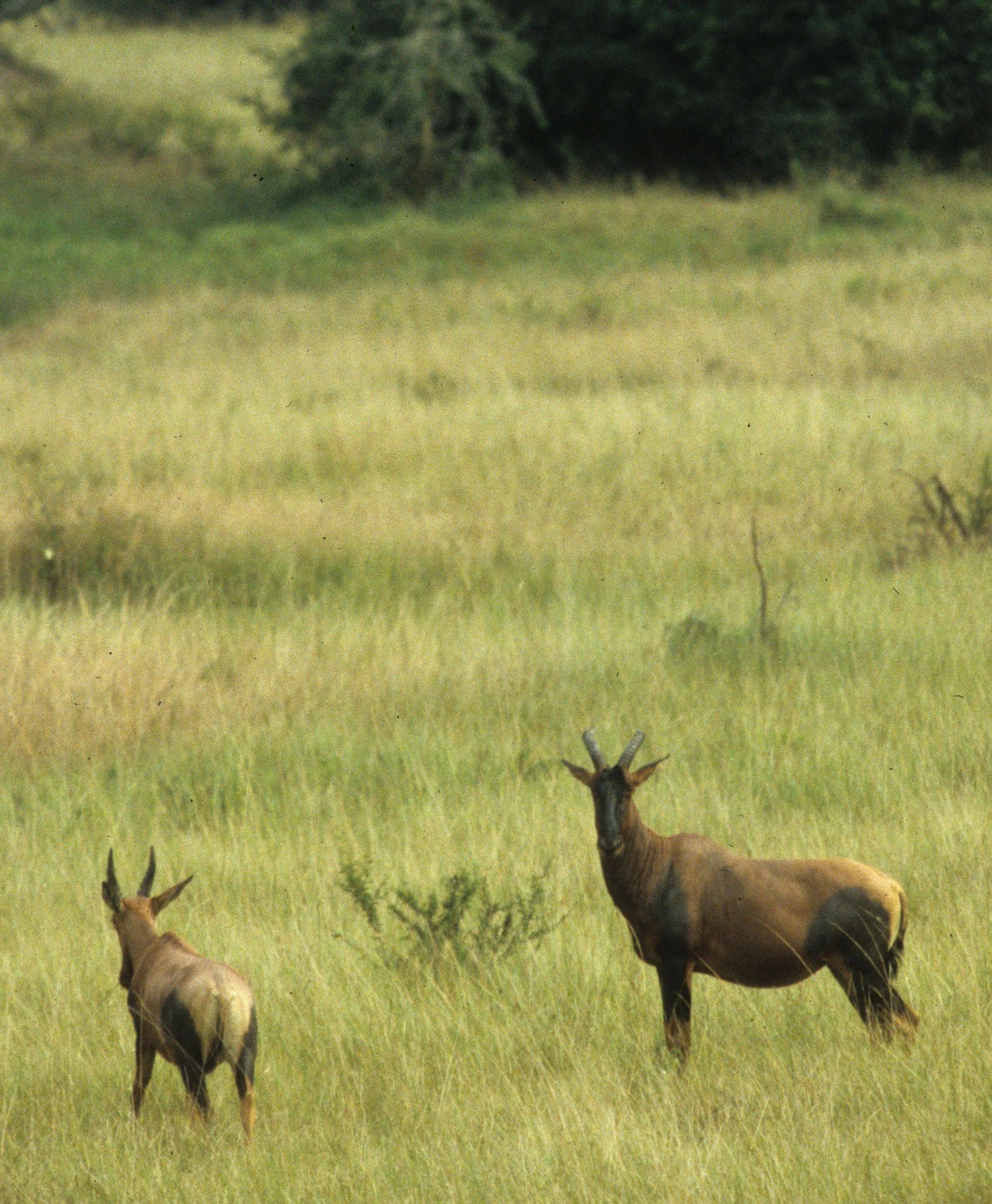 BOVID - TOPI - SERENGETI (6).jpg