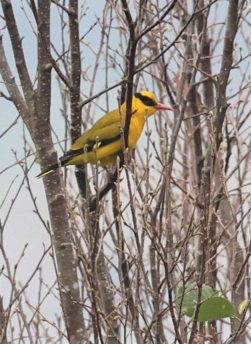 Slender-billed Oriole (Oriolus tenuirostris) Doi Inthanon NP Chiang Mai (4).jpg