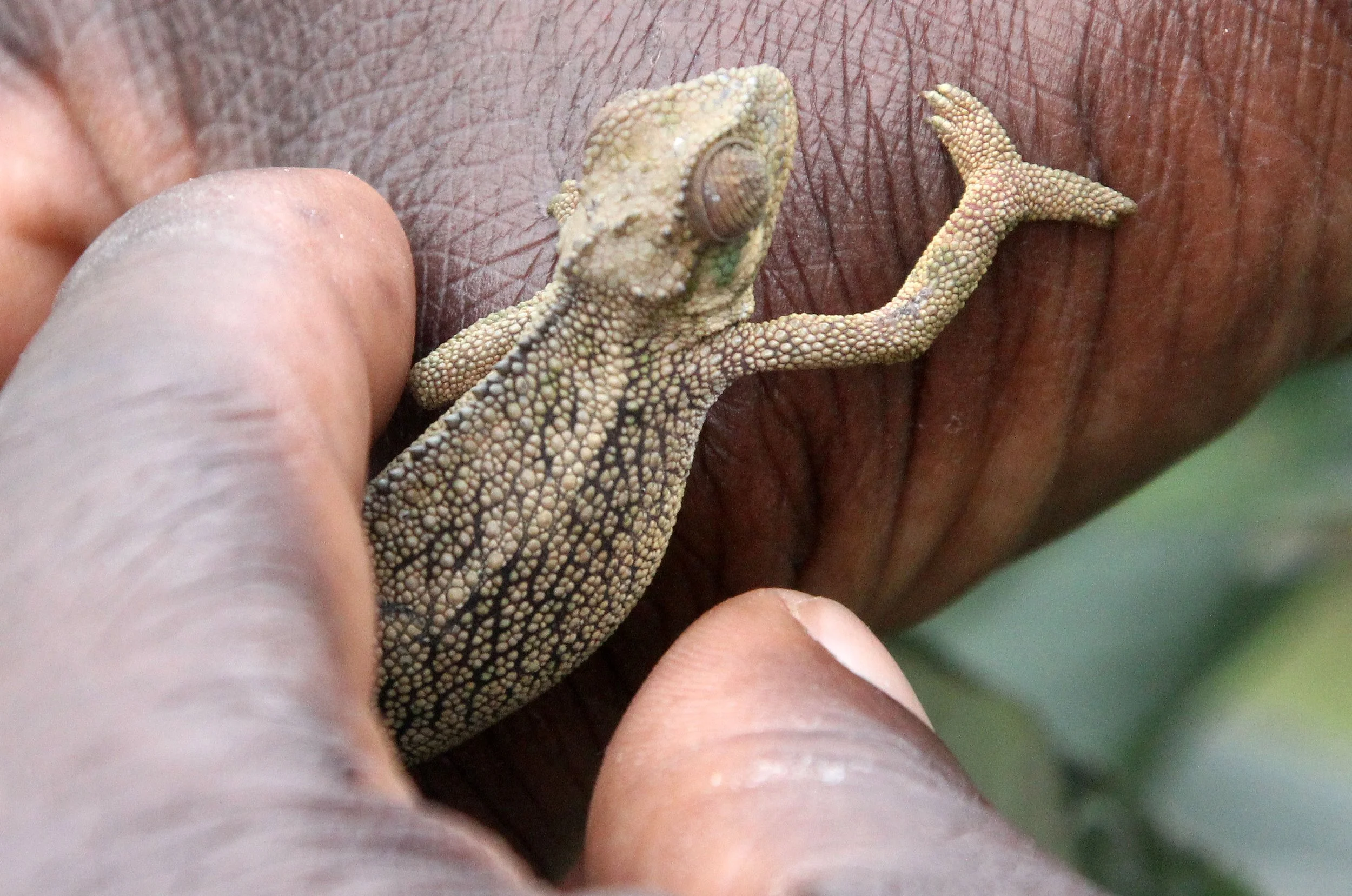 Rudis Chameleon (Trioceros rudis) Parc du Volcans Rwanda