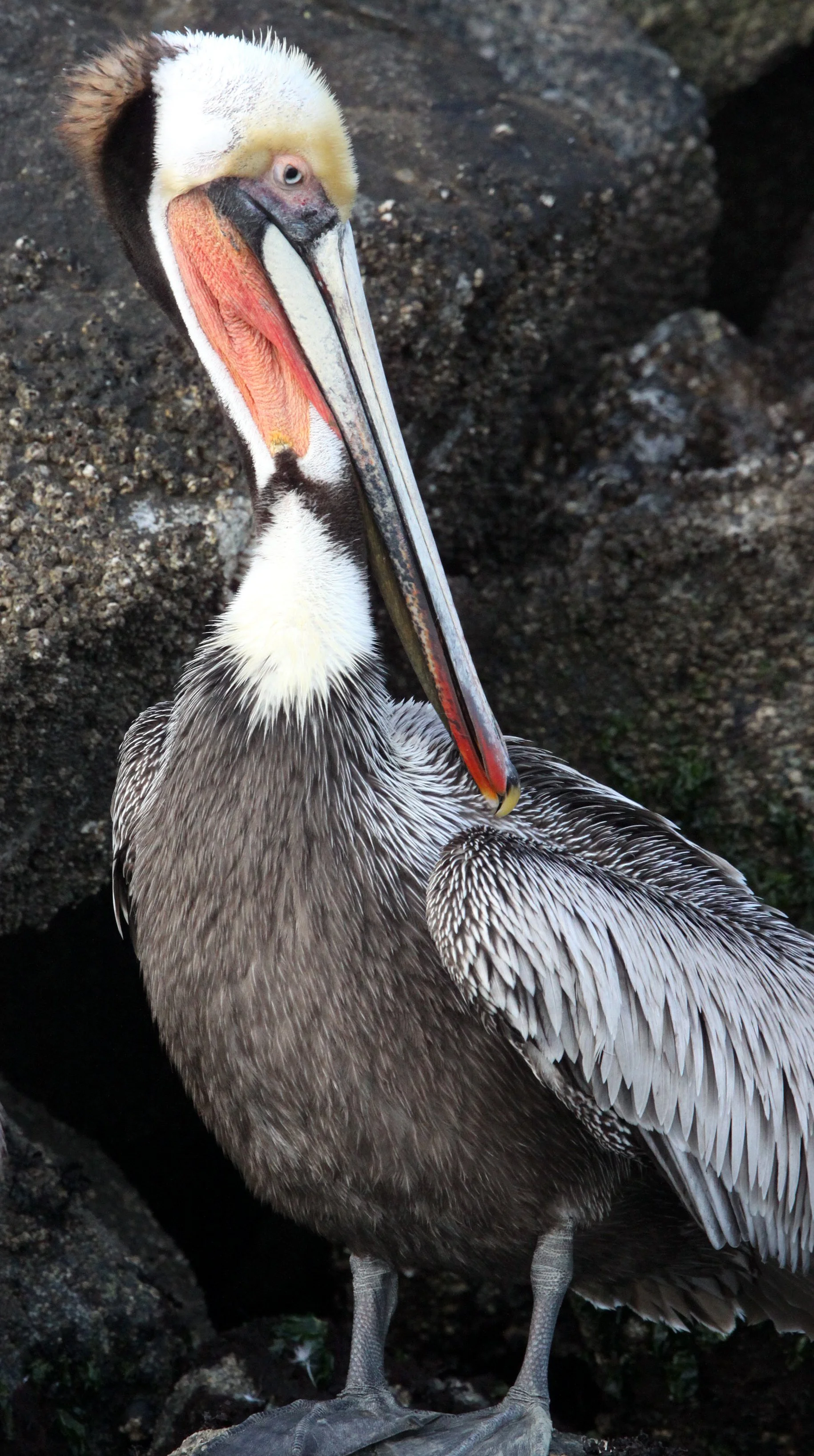 Pelecanus occidentalis - BROWN PELICAN - ELKHORN SLOUGH  WILDLIFE REFUGE CALIFORNIA (11).JPG