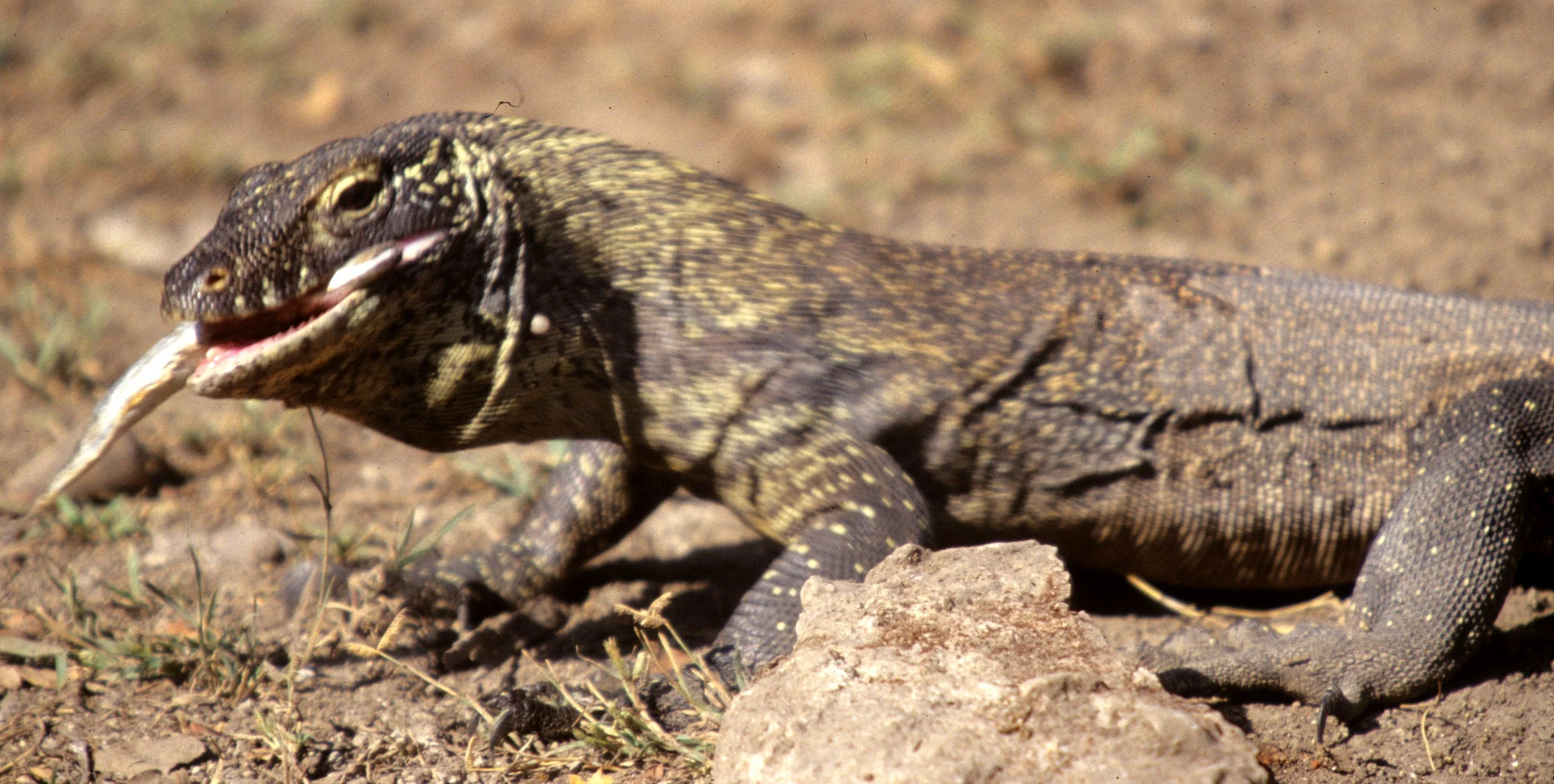 REPTILE - MONITOR LIZARD - KOMODO DRAGON ON RINJA ISLAND.jpg