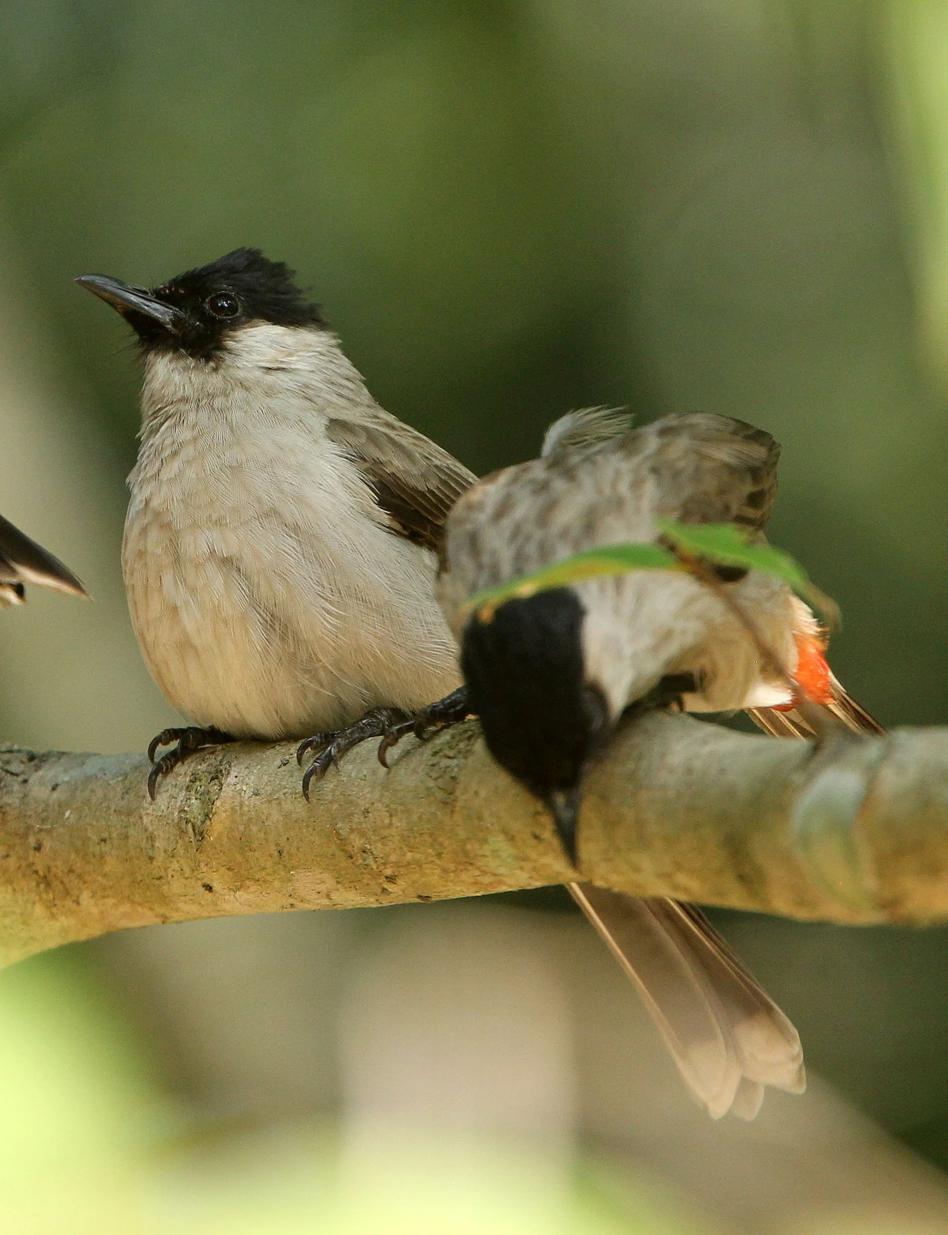BULBUL - SOOTY-HEADED BULBUL - Pycnonotus aurigaster - HUAI KHA KHAENG NWS THAILAND (33).JPG