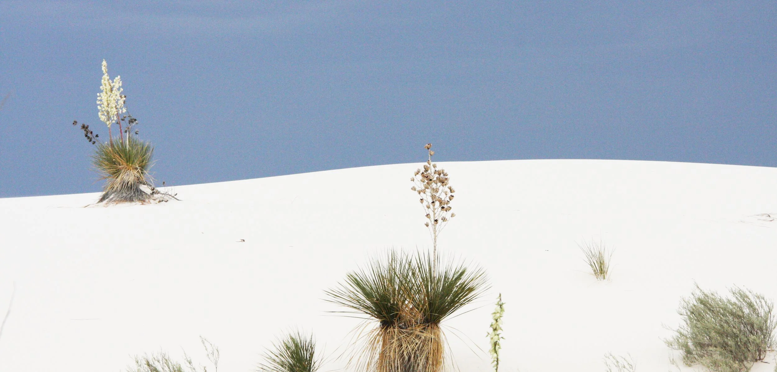 AGAVACEAE - YUCCA ELATA - SOAPTREE YUCCA - WHIPPLE YUCCA - WHITE SANDS NATIONAL MONUMENT NEW MEXICO.JPG