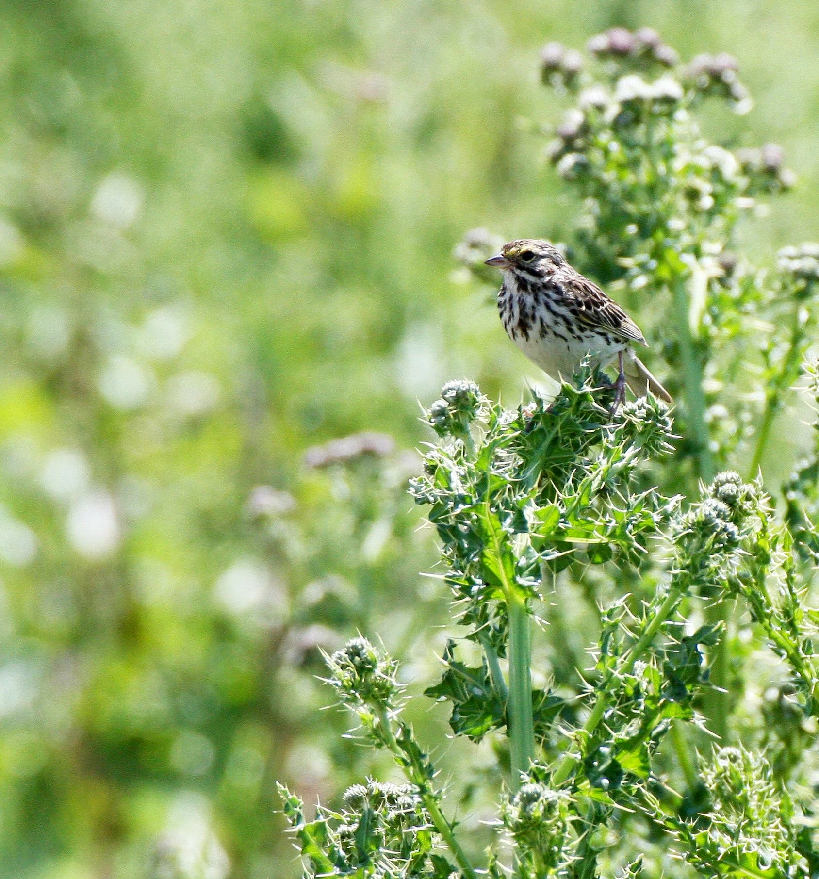Savannah Sparrow (Passerculus sandwichensis) Ridgefield NWR Washington (8).JPG