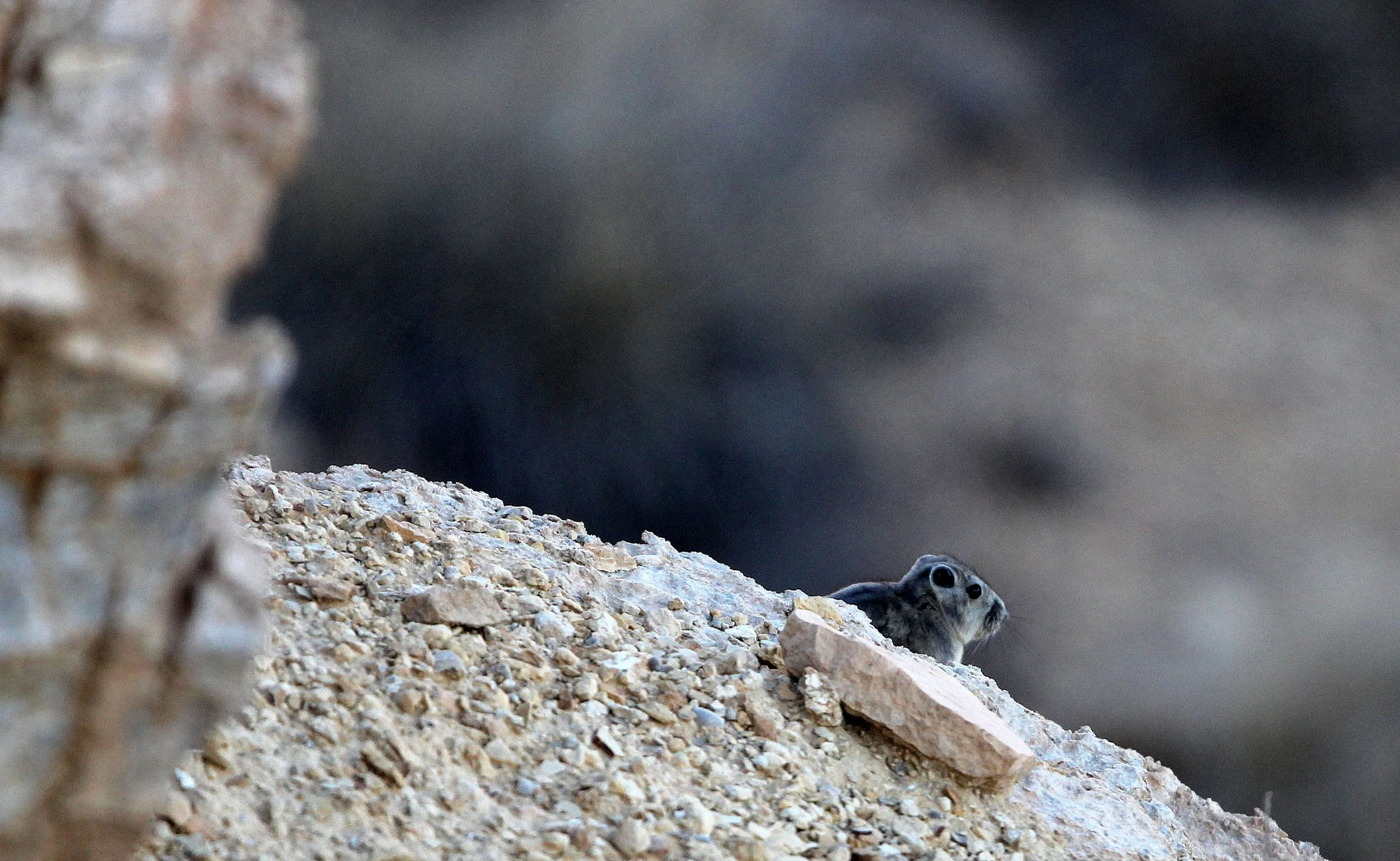 Ctenodactylus gundi - GUNDI SPECIES UNIDENTIFIED PROBABLY COMMON GUNDI - ATLAS MOUNTAINS EAST OF GAFSA TUNISIA (3).JPG