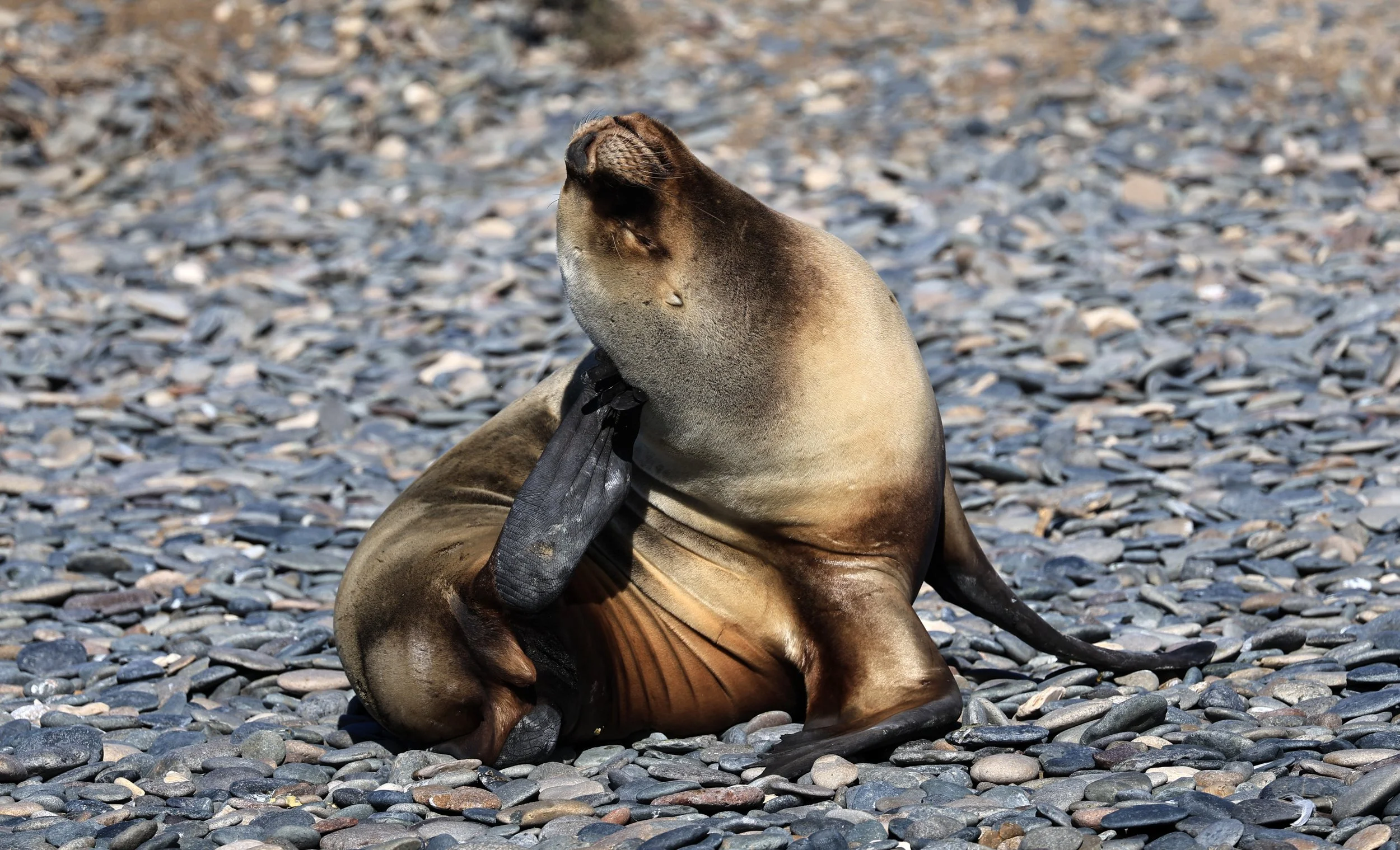 South American Sea Lion (Otaria flavescens) Puerto Rawson Argentina (67).jpg