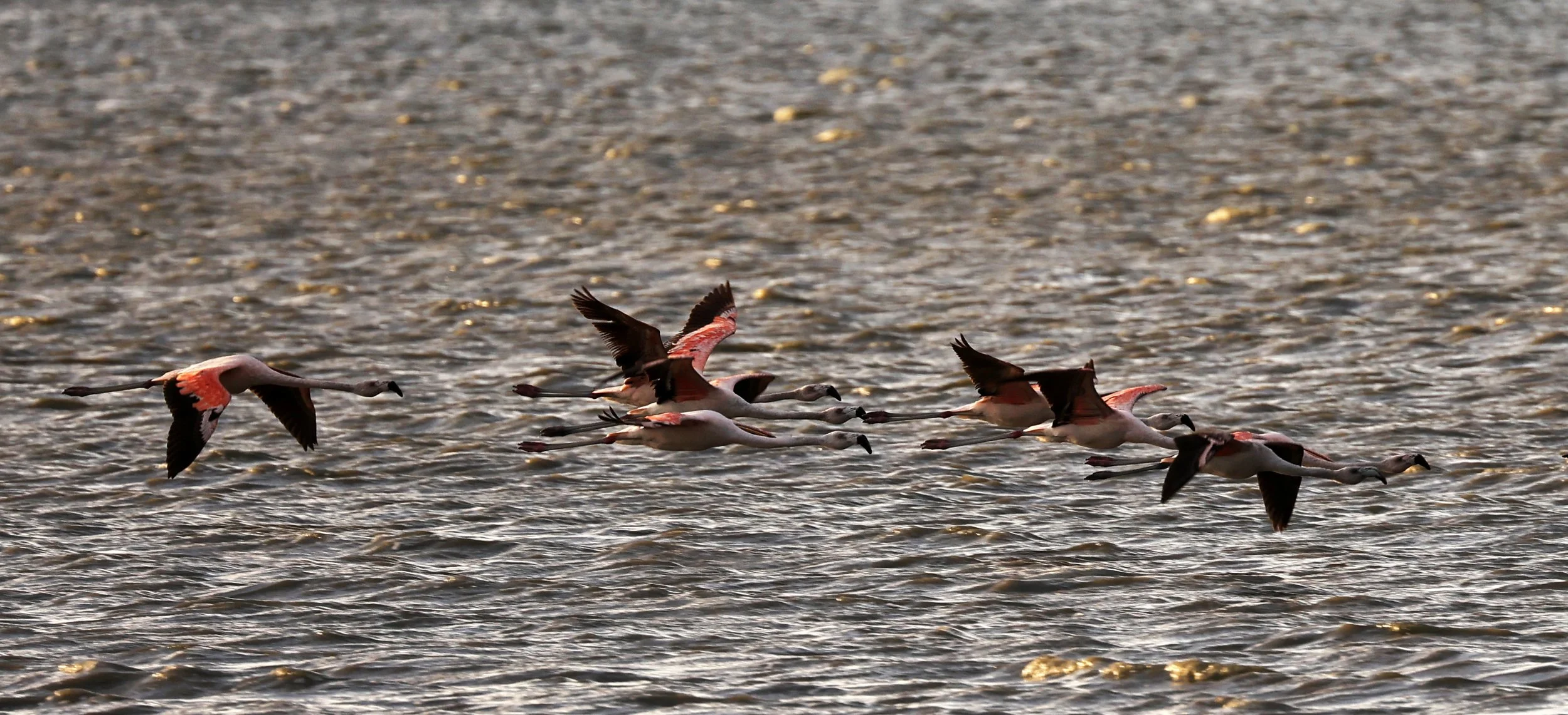 Chilean Flamingo (Phoenicopterus chilensis) Chaco Lodge & Laguna Salada Paraguay (75).jpg