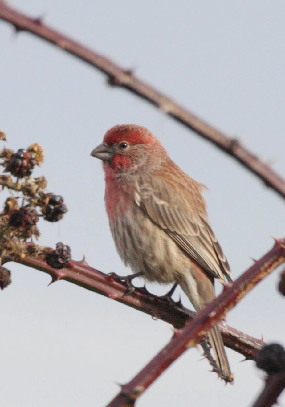 BIRD - FINCH - HOUSEFINCH - JAMESTOWN WA.JPG