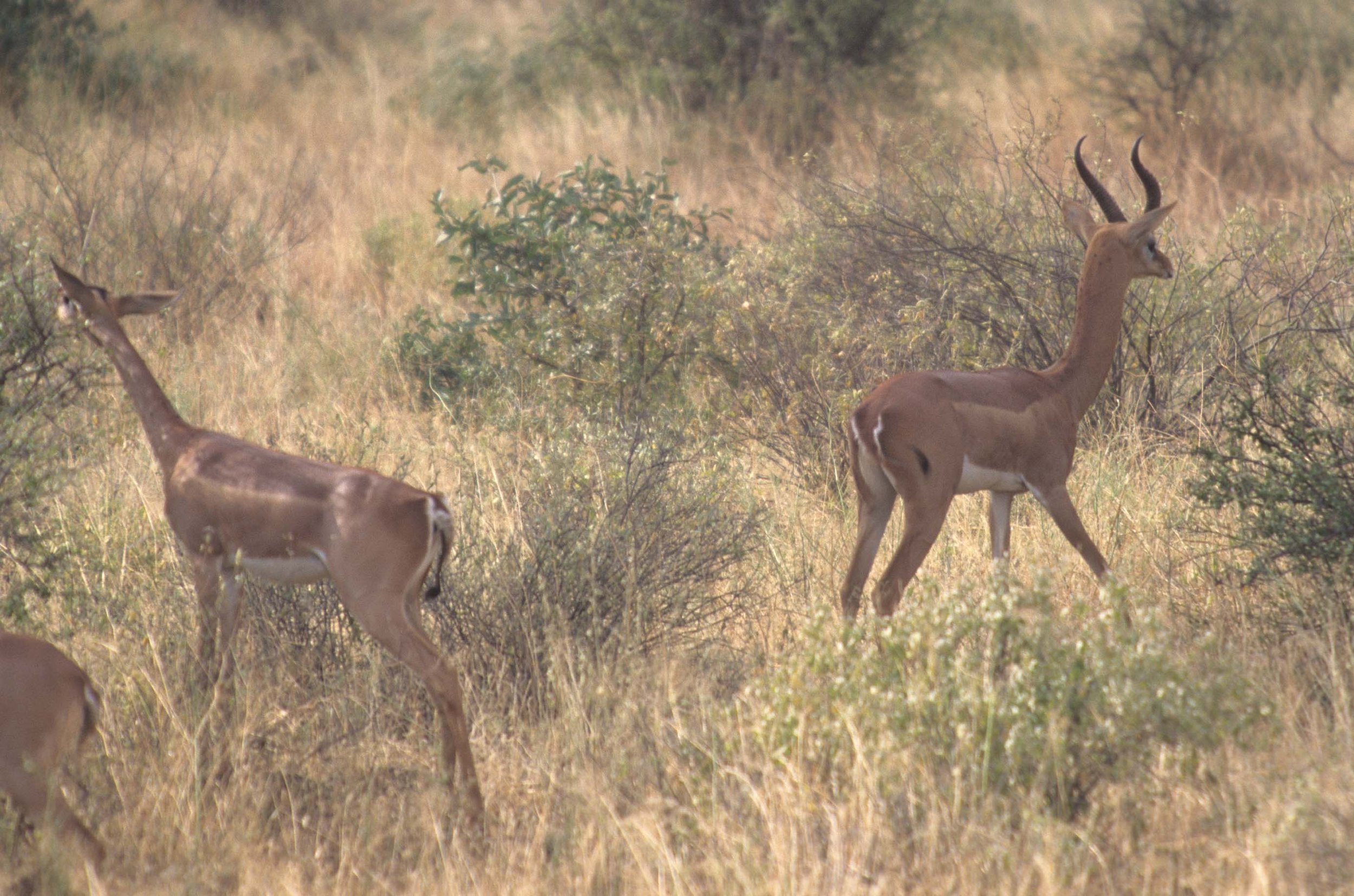 BOVID - GERENUK - SHABA (2).jpg