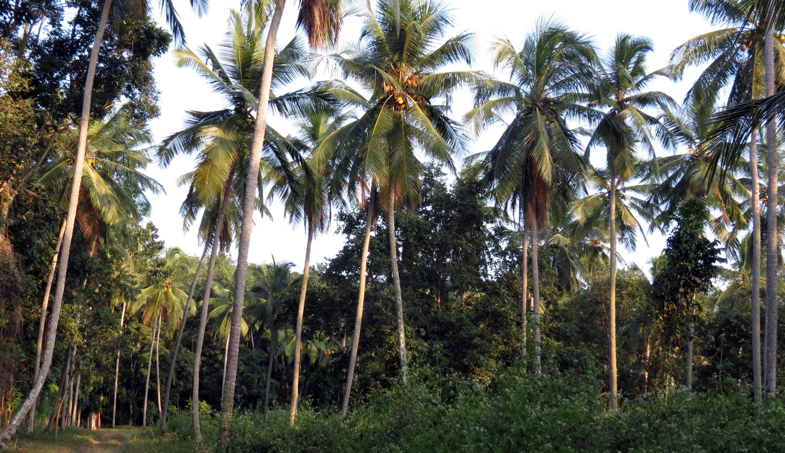 NIGAMBU FOREST AREA SRI LANKA -PHOTO BY COKIE (4).JPG