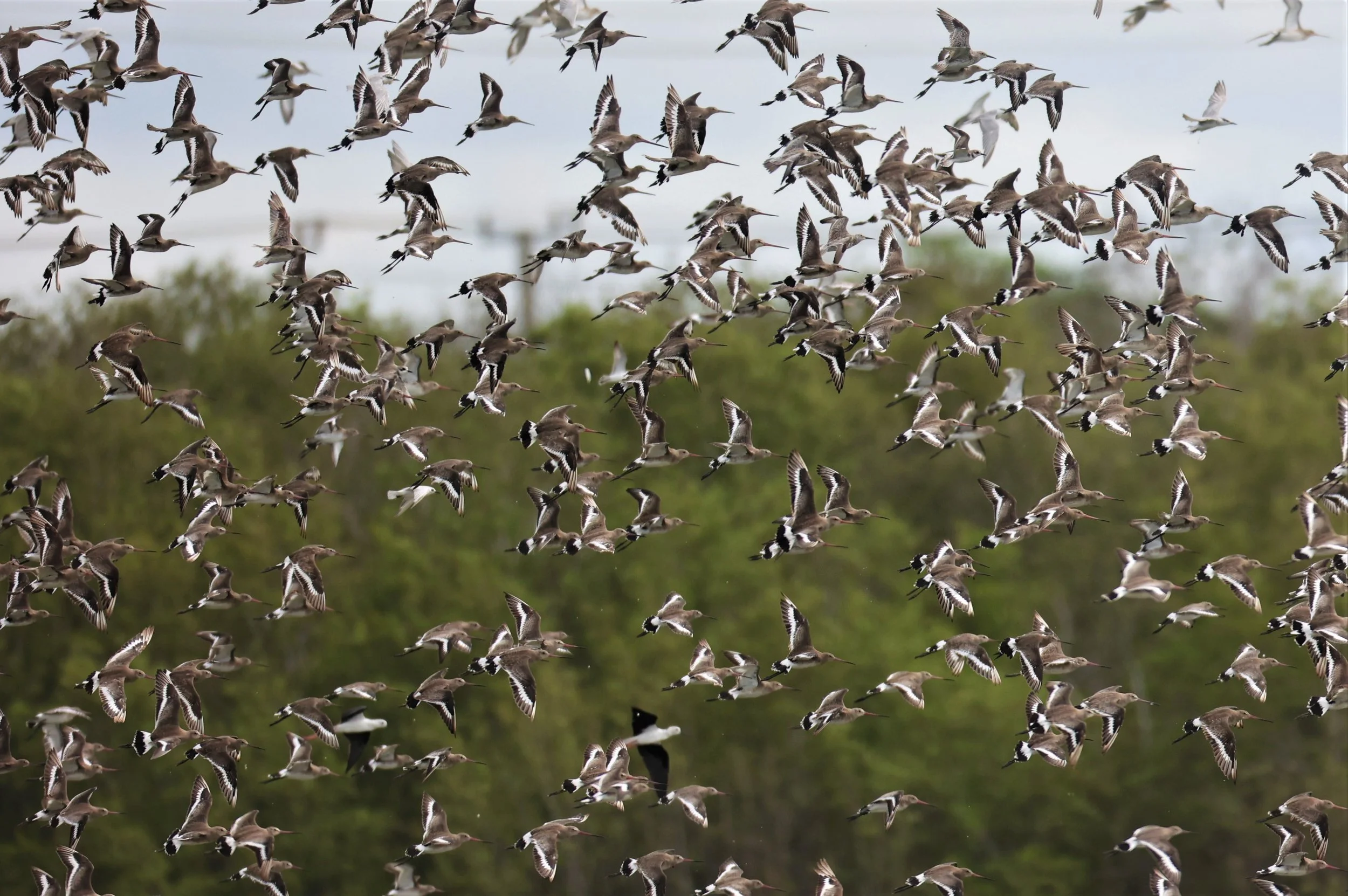 GODWIT - BLACK-TAILED GODWIT - Limosa limosa - BANG PU MANGROVE FOREST 13 OCT 2021 (13).jpg