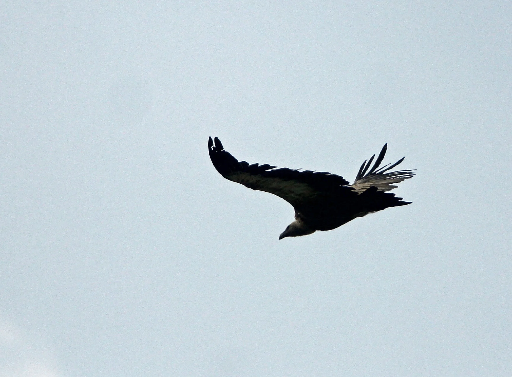 Gyps fulvus - GRIFFON (EUROPEAN GRIFFON) VULTURE - ARRENS MARSOUS PYRENEES NATIONAL PARK FRANCE (28).JPG
