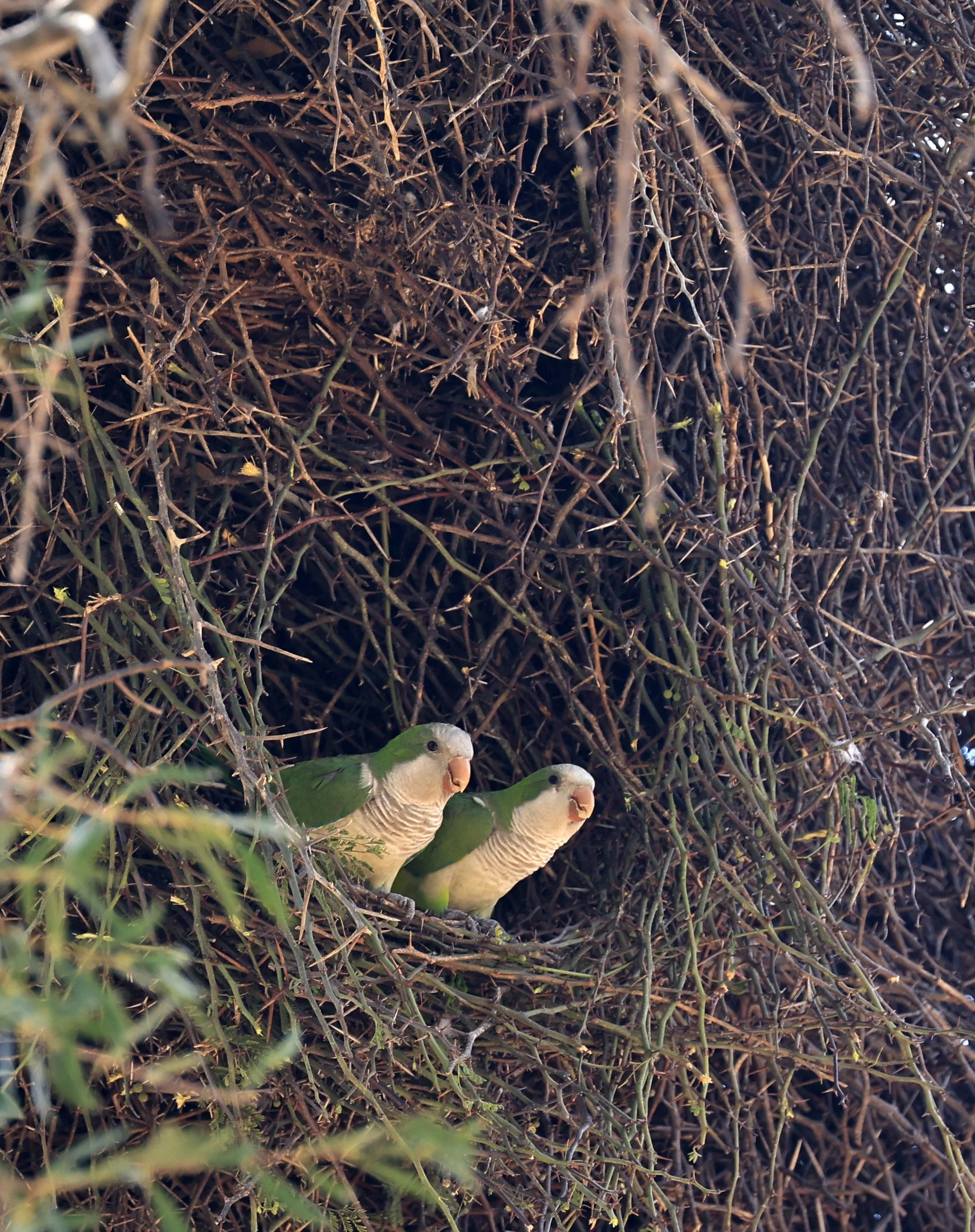 Monk Parakeet (Myiopsitta monachus) Fortin Toledo Paraguay (1).jpg
