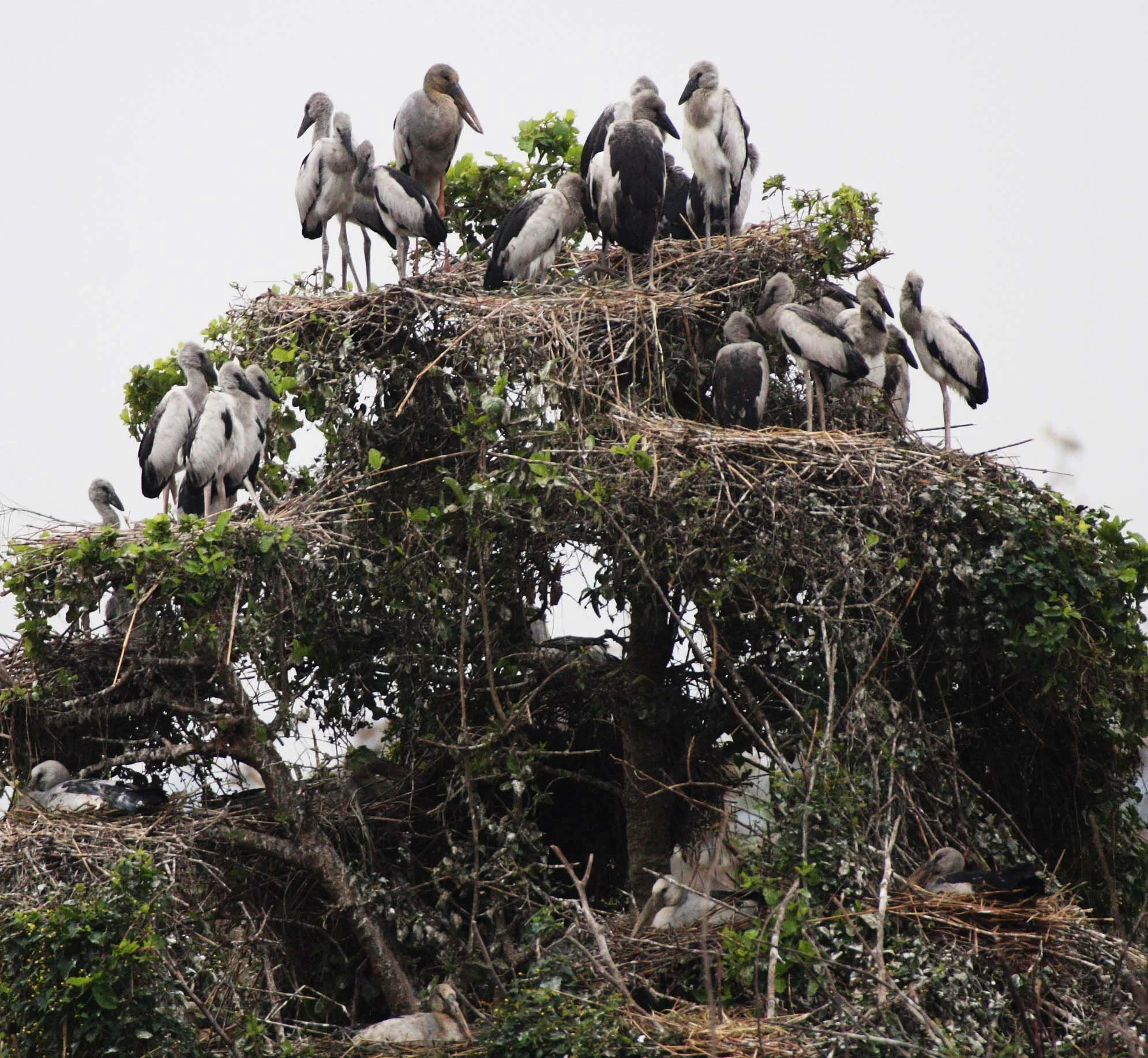 STORK - ASIAN OPENBILL - Anastomus oscitans - ROOKERY IN BUENG BORAPHET THAILAND - CHRISTMAS IN THAILAND TRIP 2008 (5).JPG
