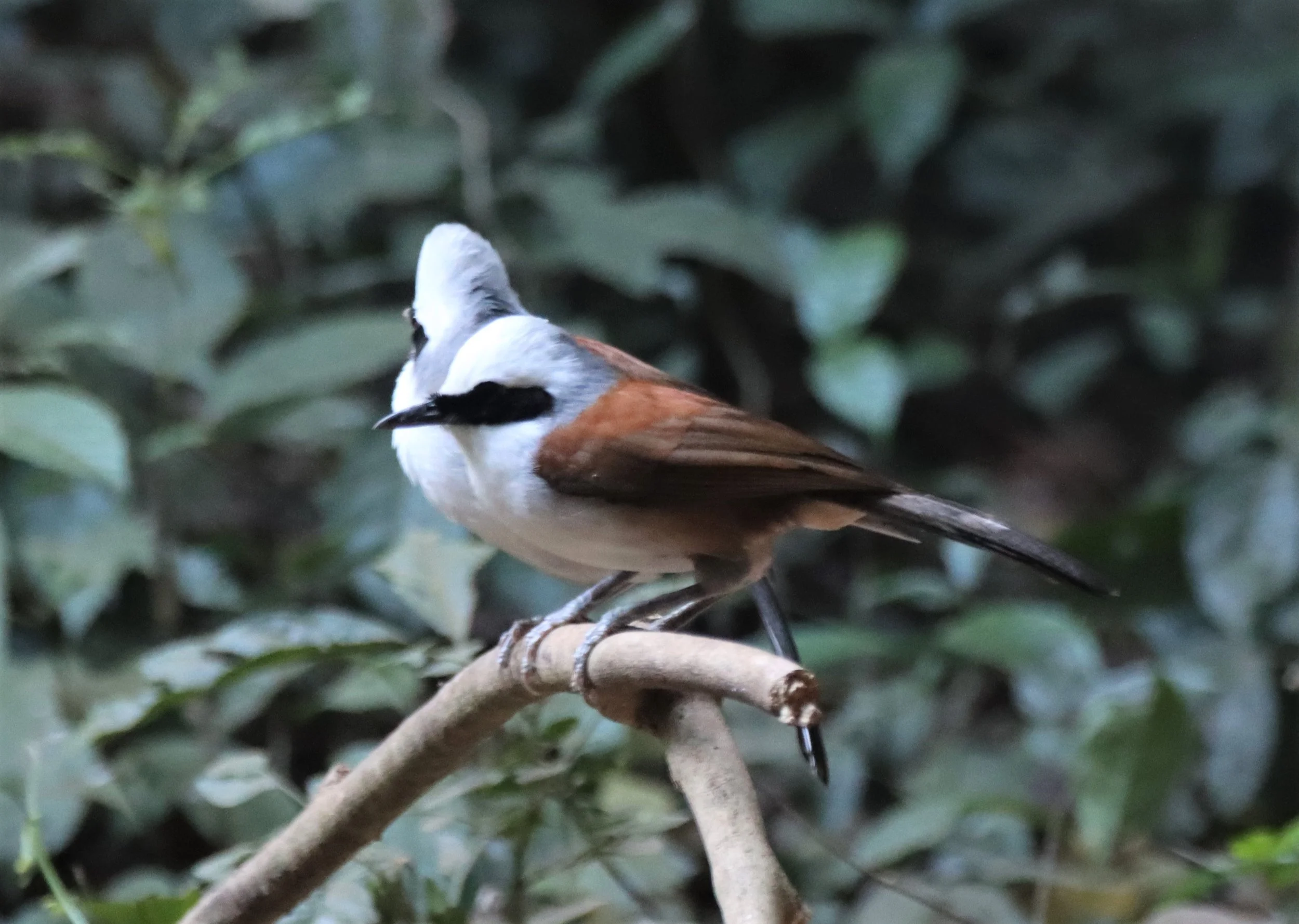 LAUGHINGTHRUSH - WHITE-CRESTED LAUGHINGTHRUSH - Garrulax leucolophus - KAENG KRACHAN THAILAND (11).jpg