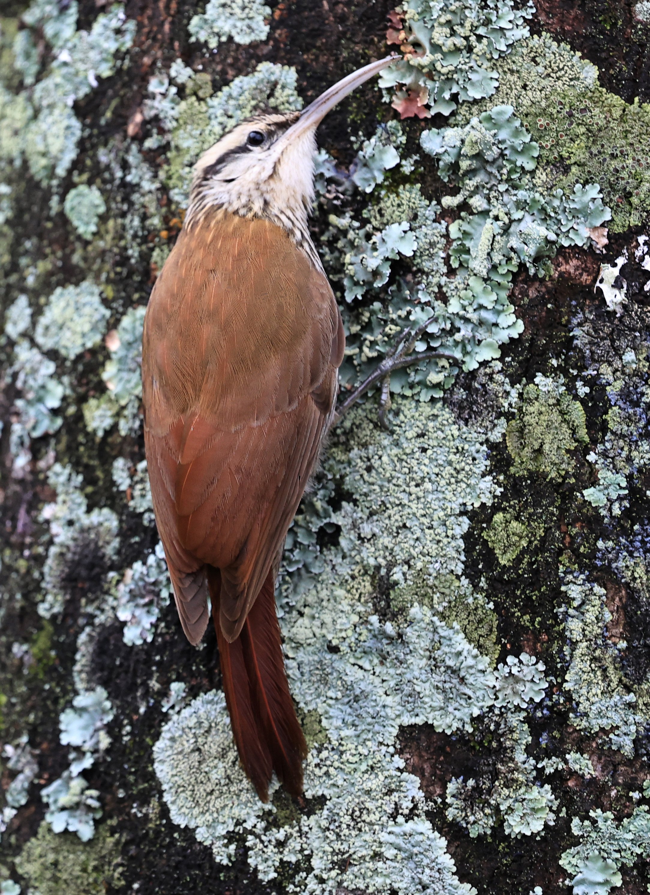Narrow-billed Woodcreeper (Lepidocolaptes angustirostris) El Palmar National Park, Entre Rios, Argentina  (8).jpg