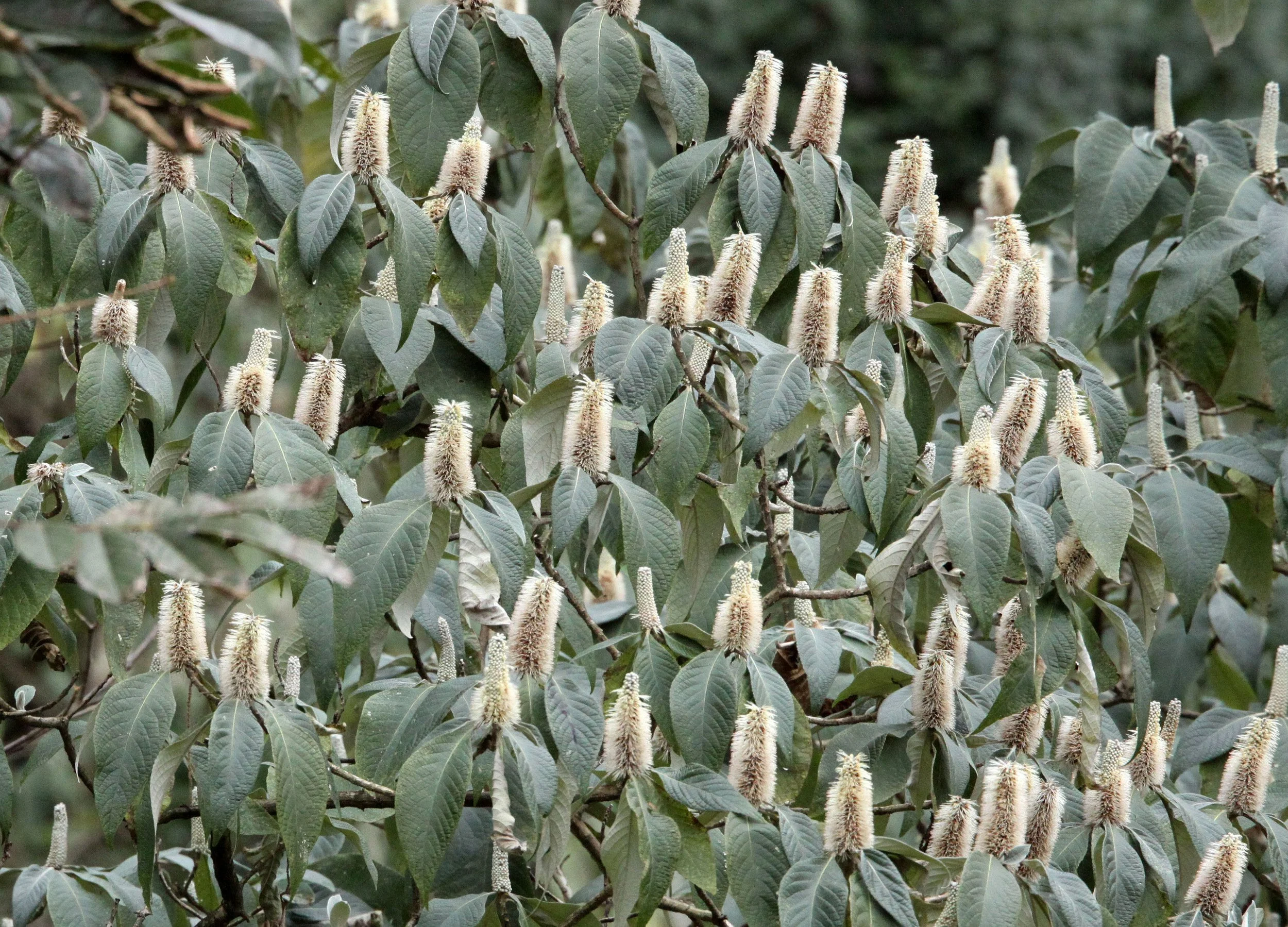 YUNNAN - WULIANGSHAN NATURE RESERVE - PLANT SPECIES (1).JPG
