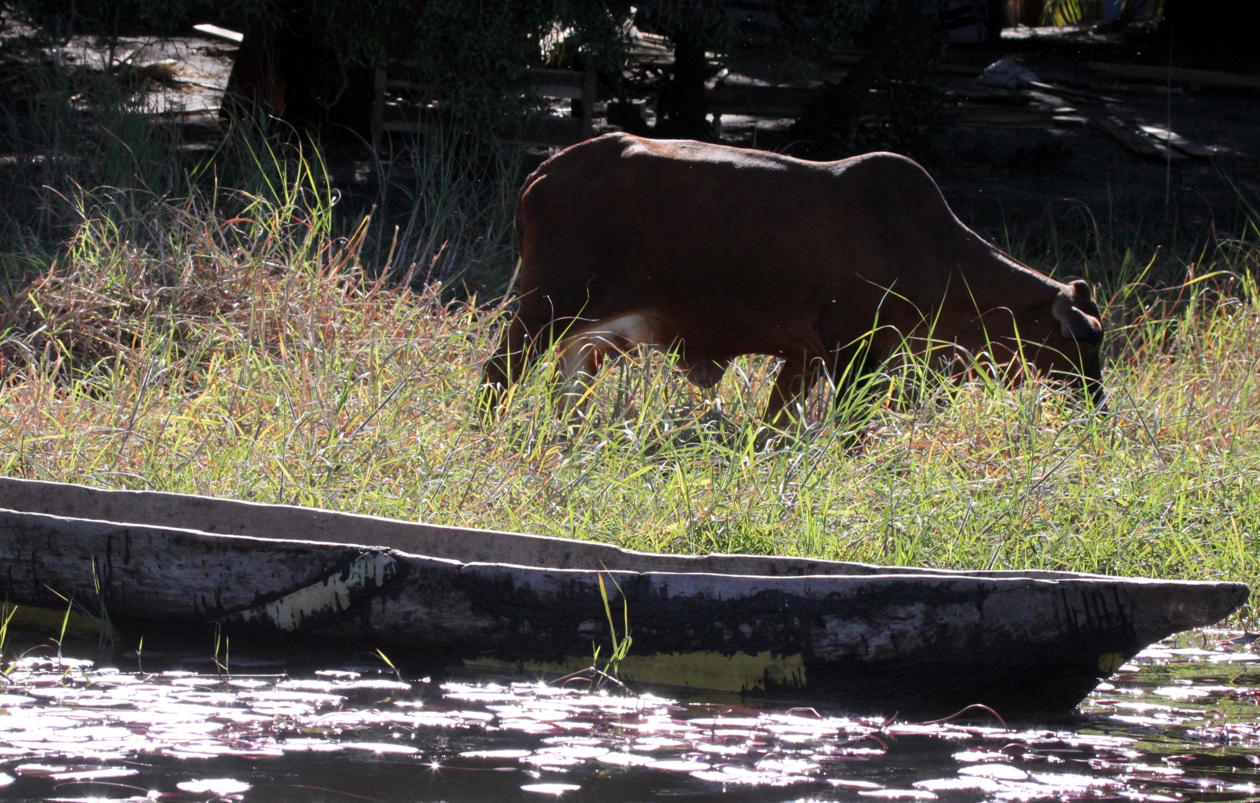 CHOBE NATIONAL PARK BOTSWANA - MOKORO (3).JPG