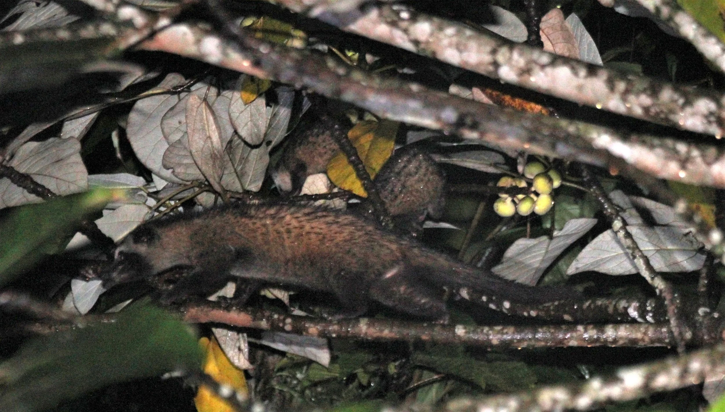 Paradoxus hermaphroditus javanica - JAVAN (COMMON) PALM CIVET - HALIMUN NATIONAL PARK - JAVA BARAT INDONESIA (5).JPG