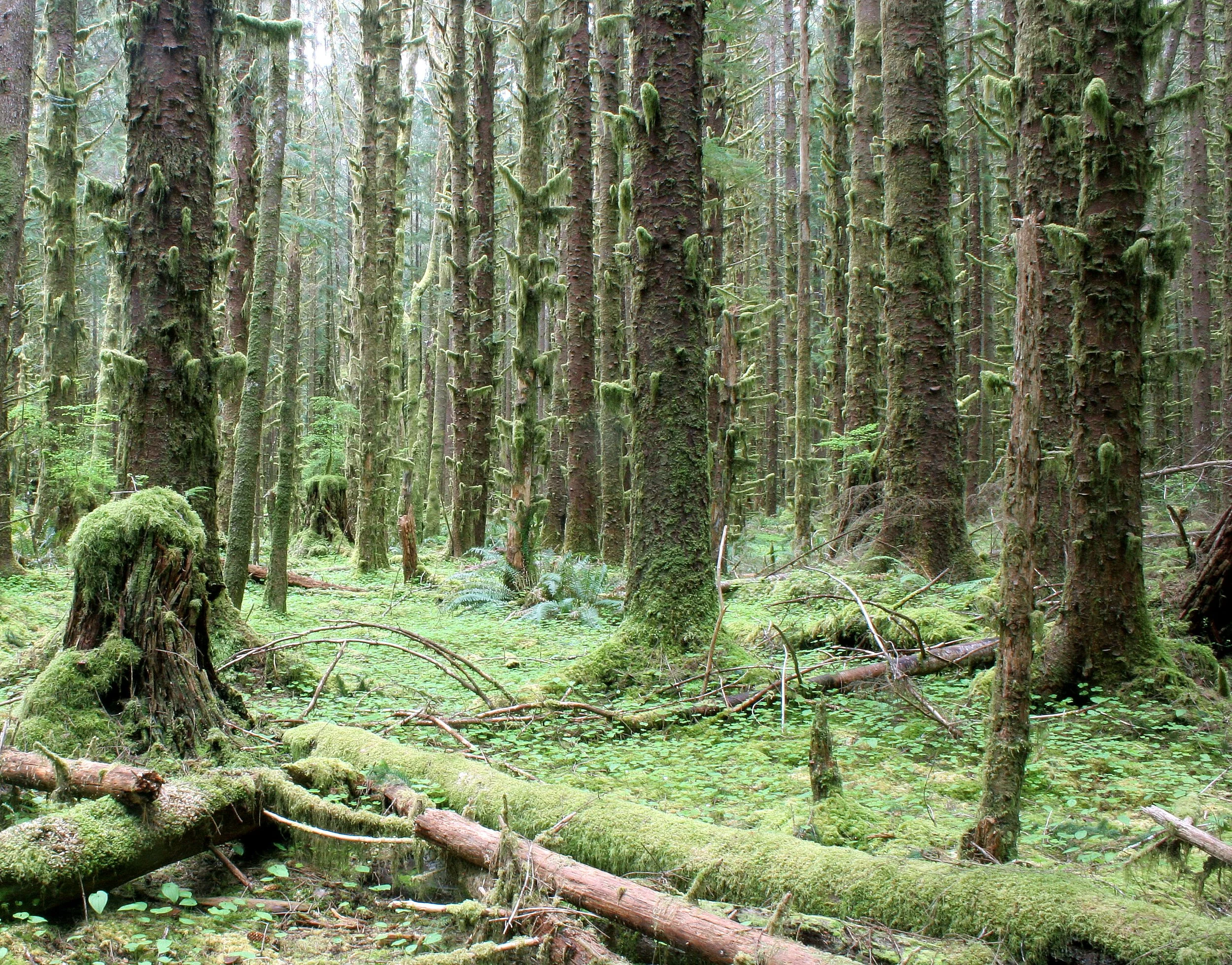 HOH RIVER VALLEY - HALL OF MOSSES (13).JPG