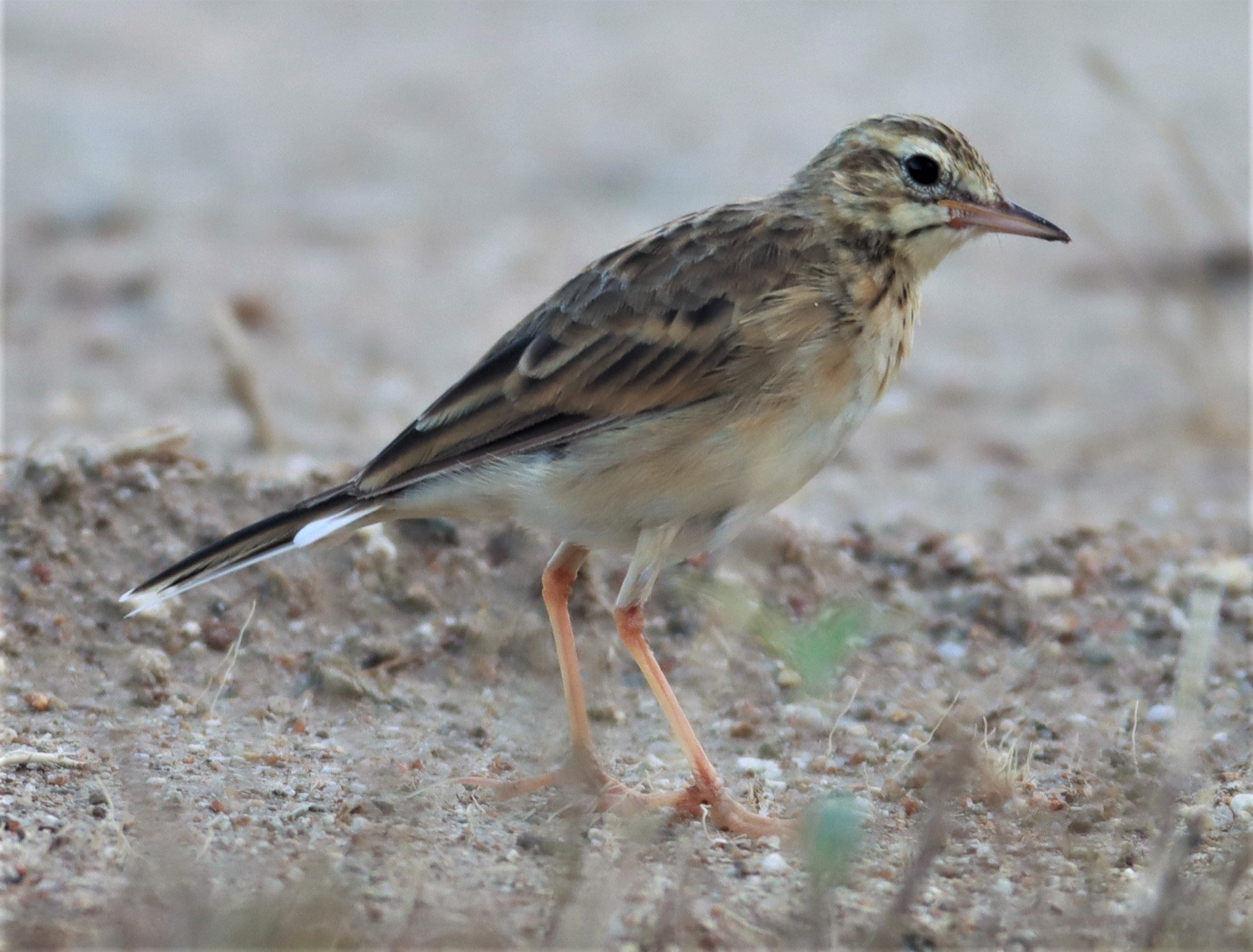 Paddyfield Pipit (Anthus rufulus) PRACHUAP KHIRI KHAN AREA (8).jpg