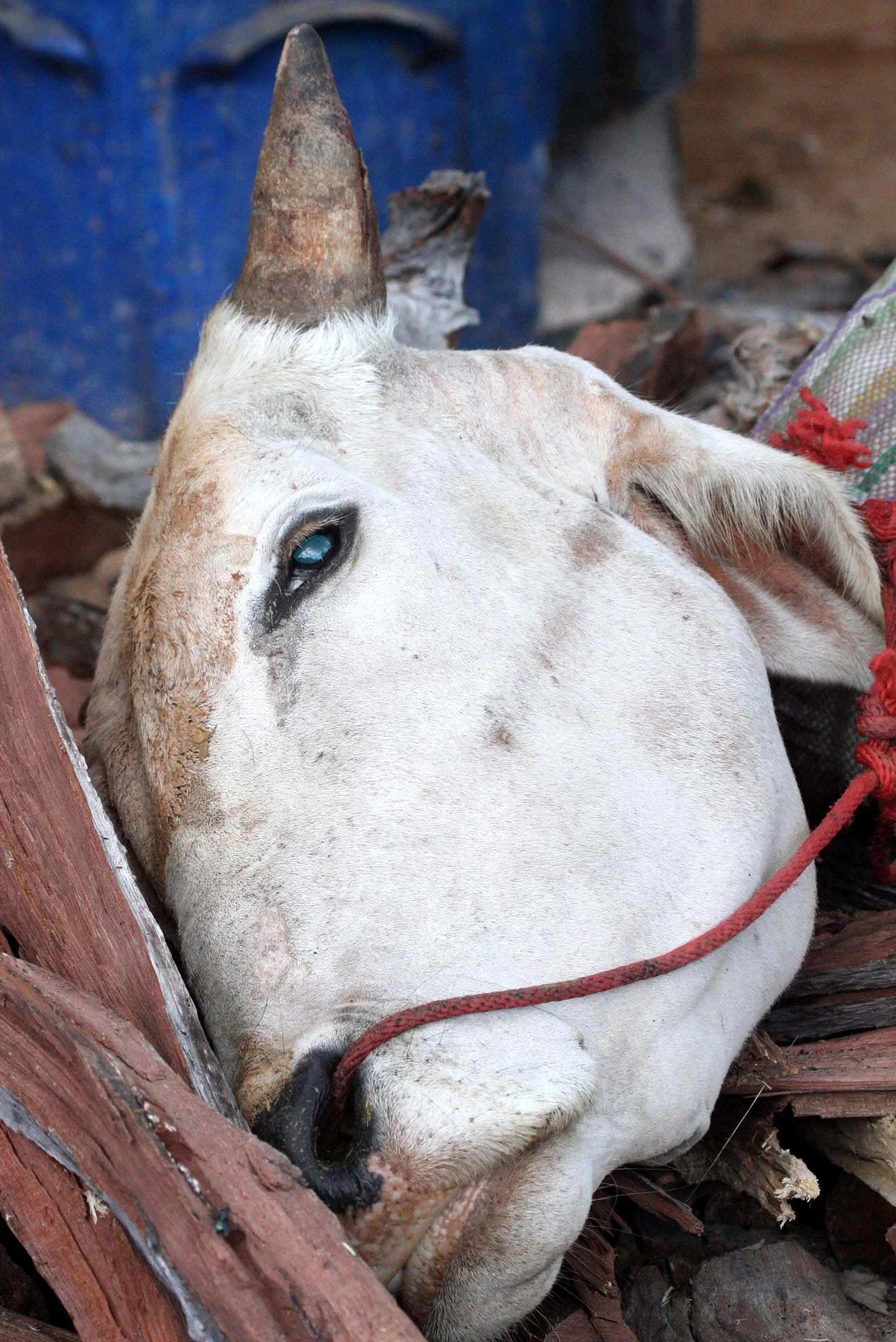 HILLTRIBE - HMONG - FUNERAL - CHRISTMAS IN THAILAND TRIP 2008 (3).JPG