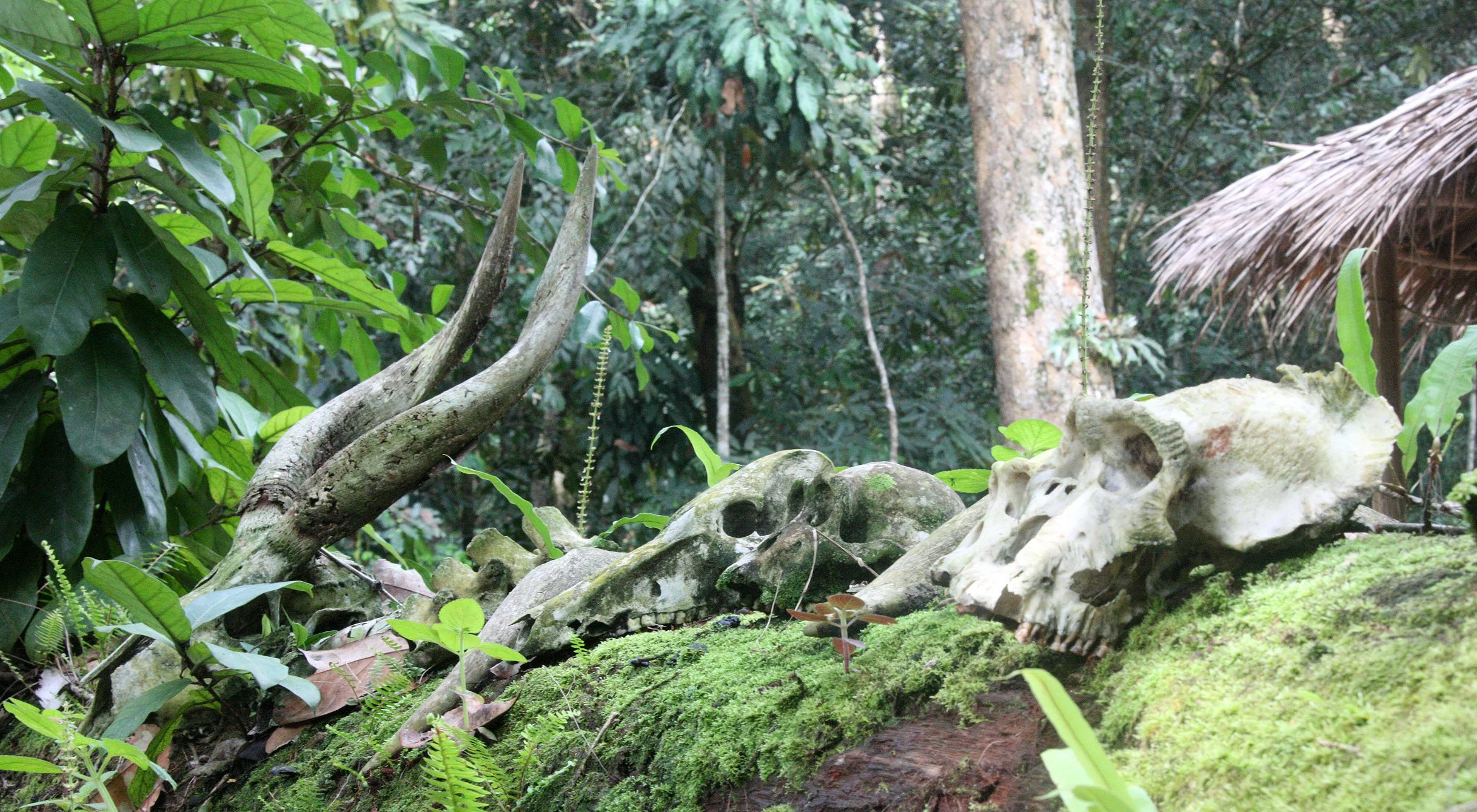 DZANGA NDOKI NATIONAL PARK CENTRAL AFRICAN REPUBLIC (53).JPG