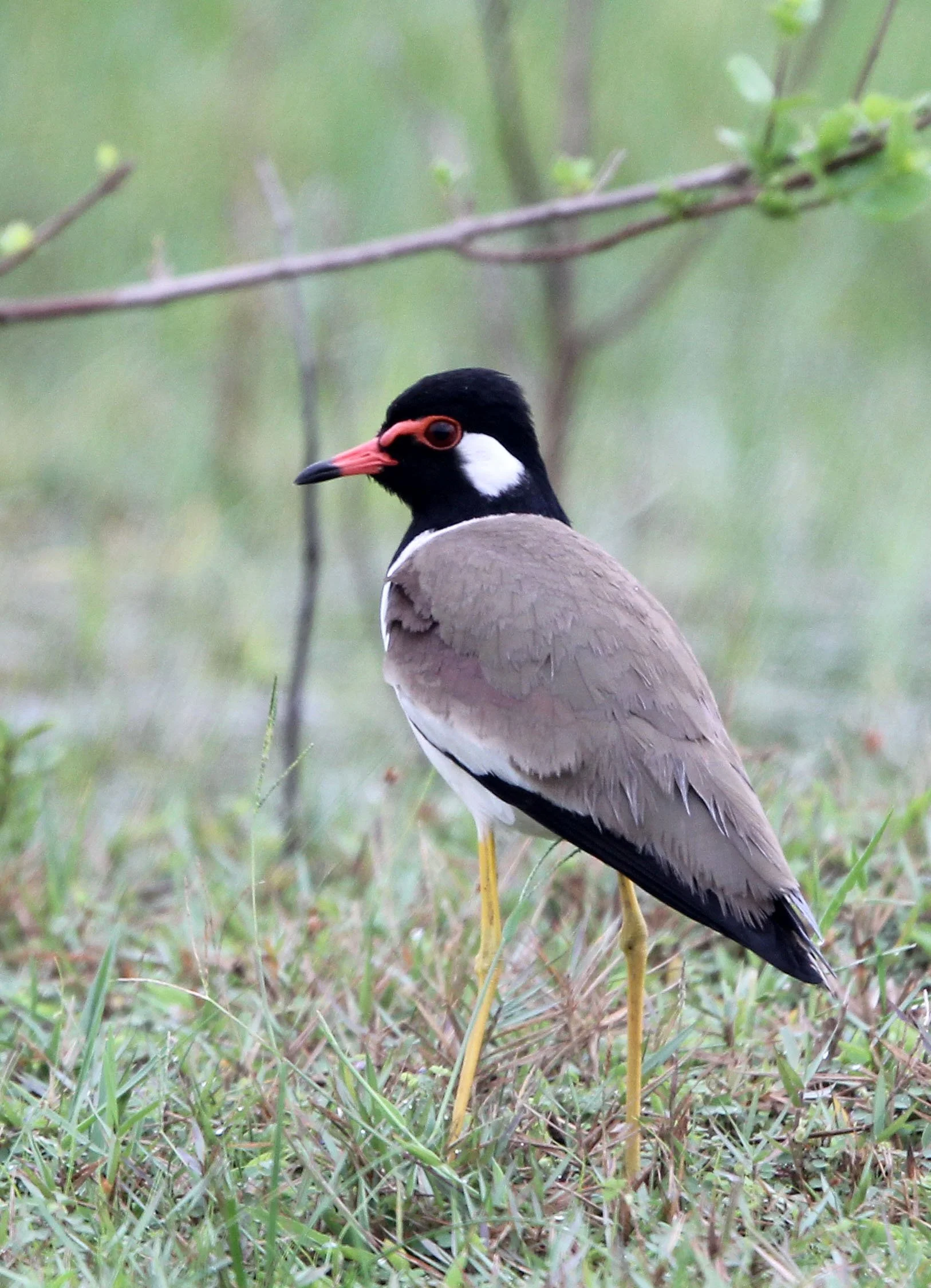 LAPWING - RED-WATTLED LAPWING - Vanellus indicus - CHAIYA PENINSULA SURAT THANI THAILAND (12).JPG