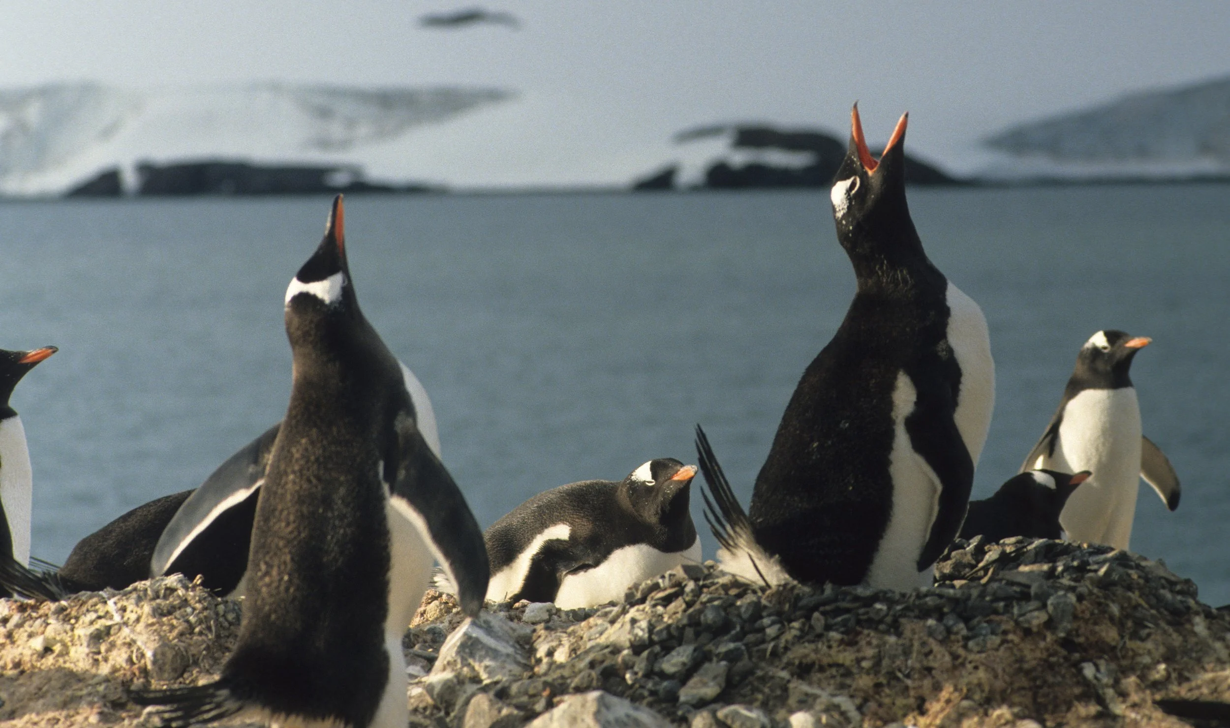 Gentoo Penguin (Pygoscelis papua) Antarctic Peninsula scanned slides 1996 (20).jpg