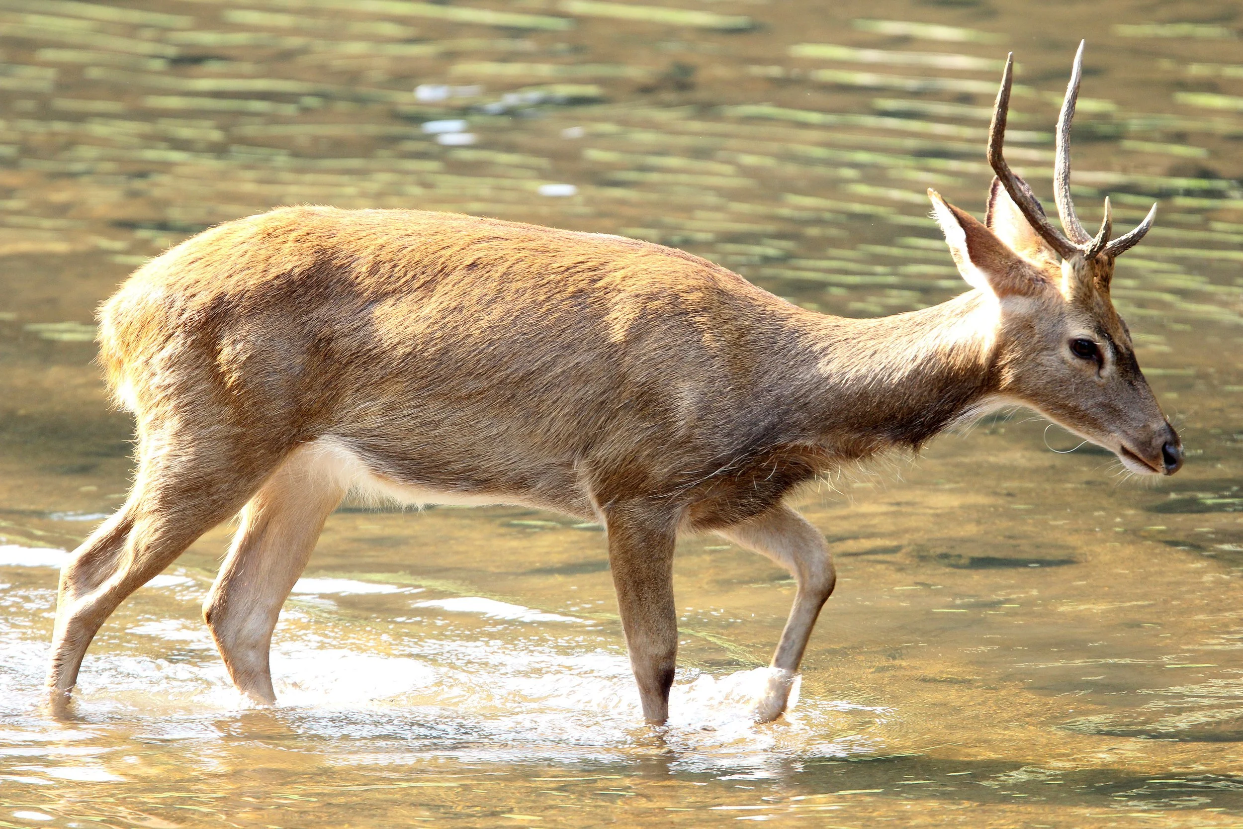 Eld's deer (Rucervus eldii siamensis or Panolia eldii siamensis) 