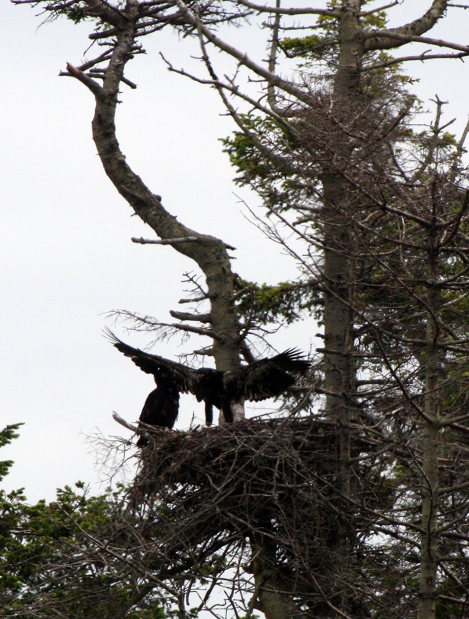 Haliaeetus leucocephalus - AMERICAN BALD EAGLE - CHICKS - CLINE SPIT OVERLOOK - SEQUIM DUNGENESS BLUFFS (8).JPG