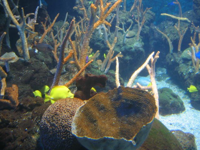 2005-10-29 DAY TRIP TO SEATTLE MUSEUMS AND AQUARIUM (13).JPG