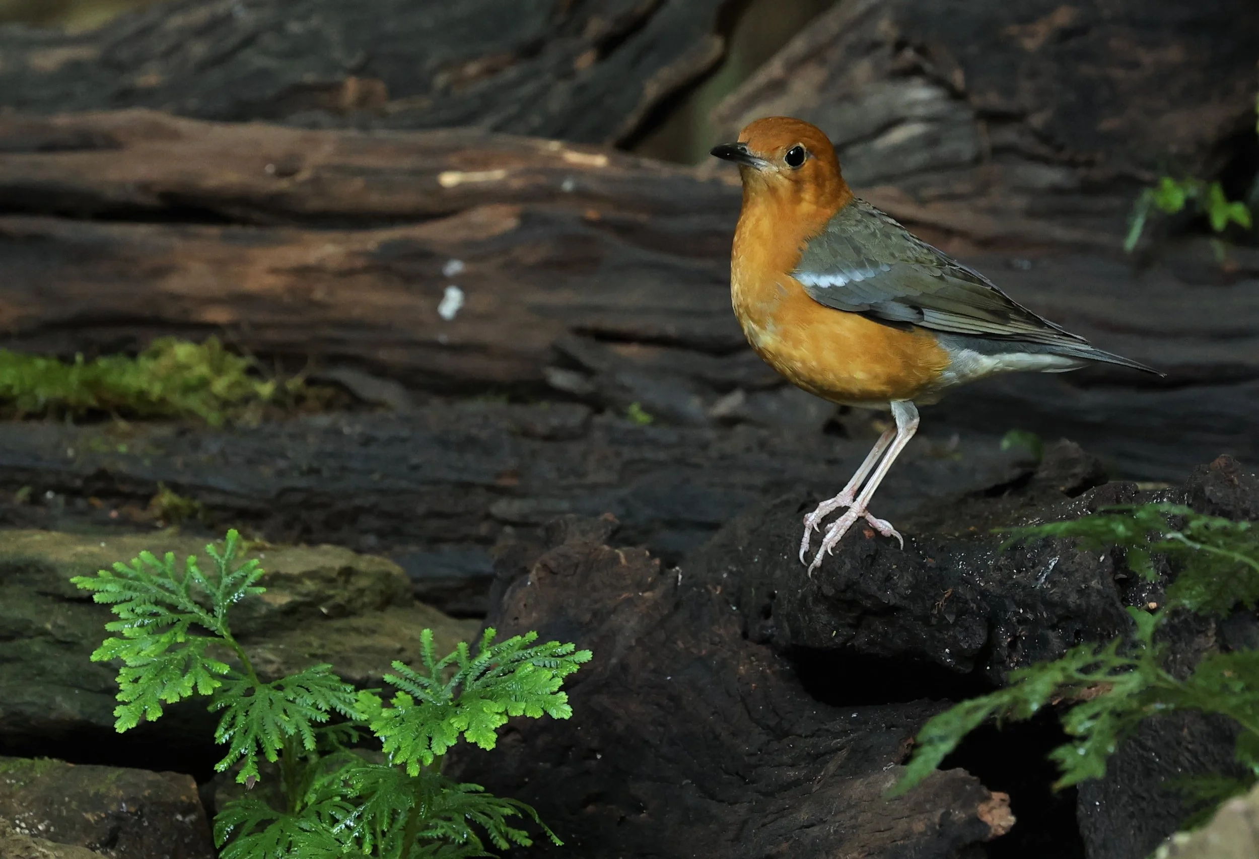 Orange-headed Thrush (Zoothera citrina) Nuy Hide Petchaburi near Kaeng Krachan NP (31).JPG
