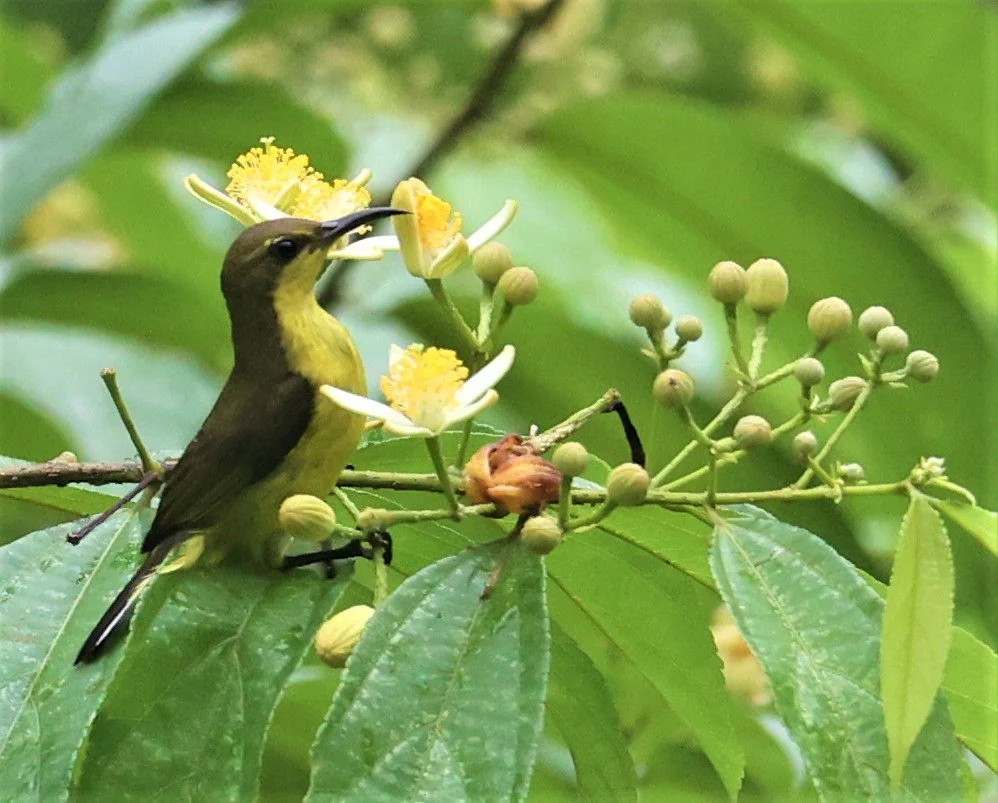 SUNBIRD - OLIVE-BACKED SUNBIRD - Nectarinia jugularis - KAENG KRACHAN NATIONAL PARK 18 OCT 2021 (5).jpg