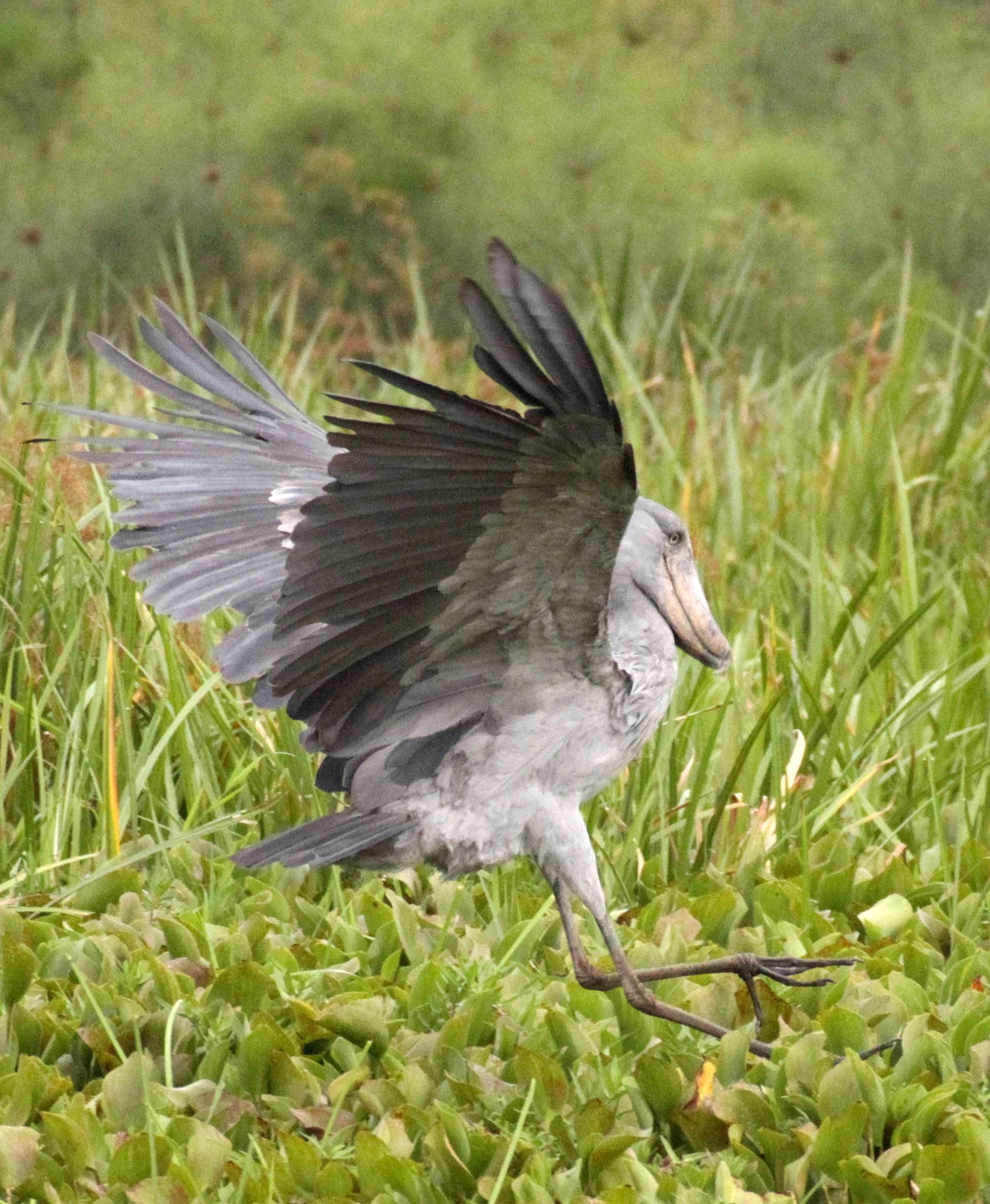 BIRD - STORK - SHOEBILL STORK - MURCHISON FALLS NP UGANDA (17).JPG