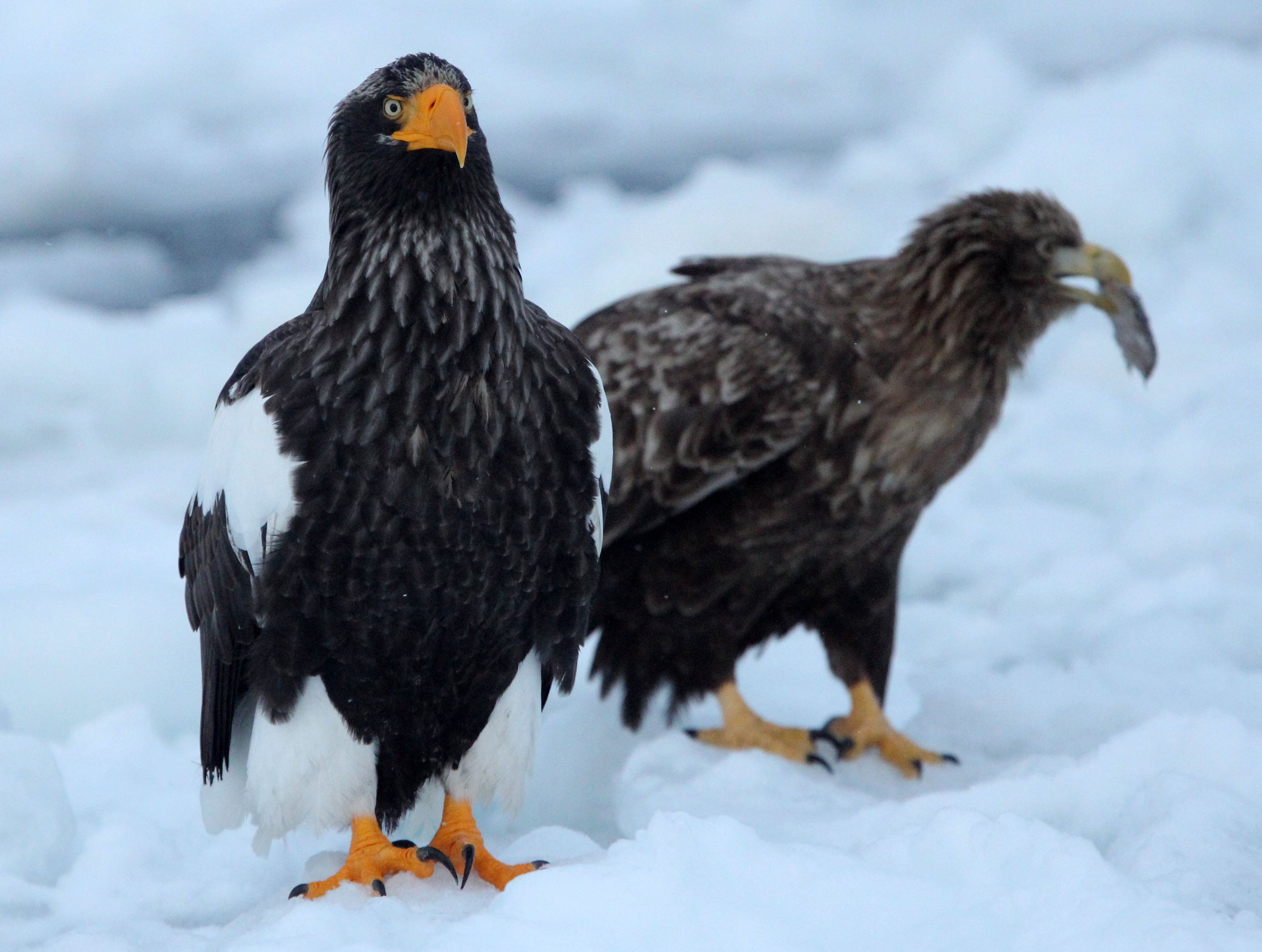 BIRD - EAGLE - STELLER'S SEA EAGLE - RAUSU, SHIRETOKO PENINSULA & NATIONAL PARK, HOKKAIDO JAPAN (50).JPG