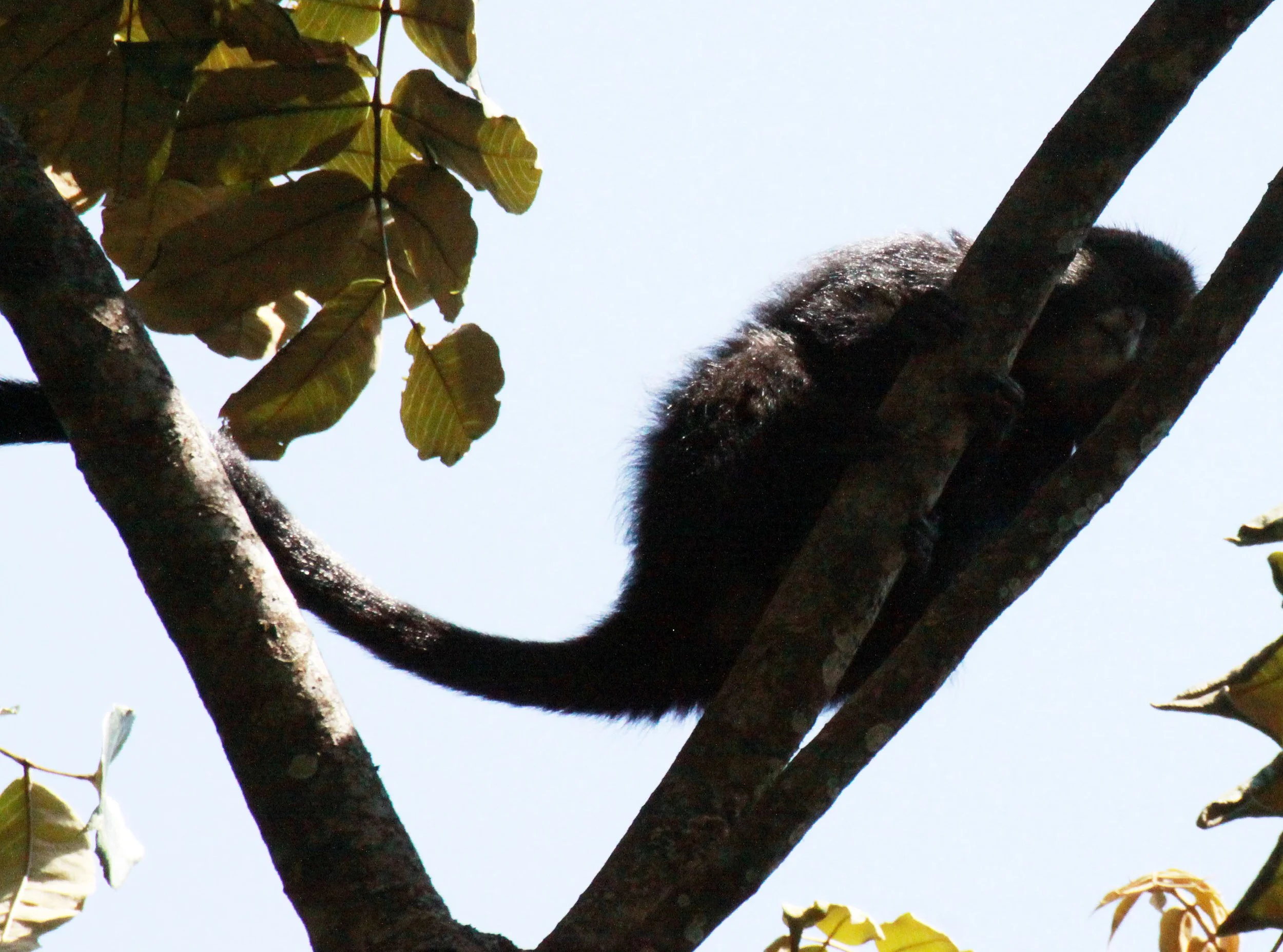 CERCOPITHECIDAE - Cercopithecus doggetti - SILVER MONKEY - NYUNGWE NATIONAL PARK RWANDA (135).JPG
