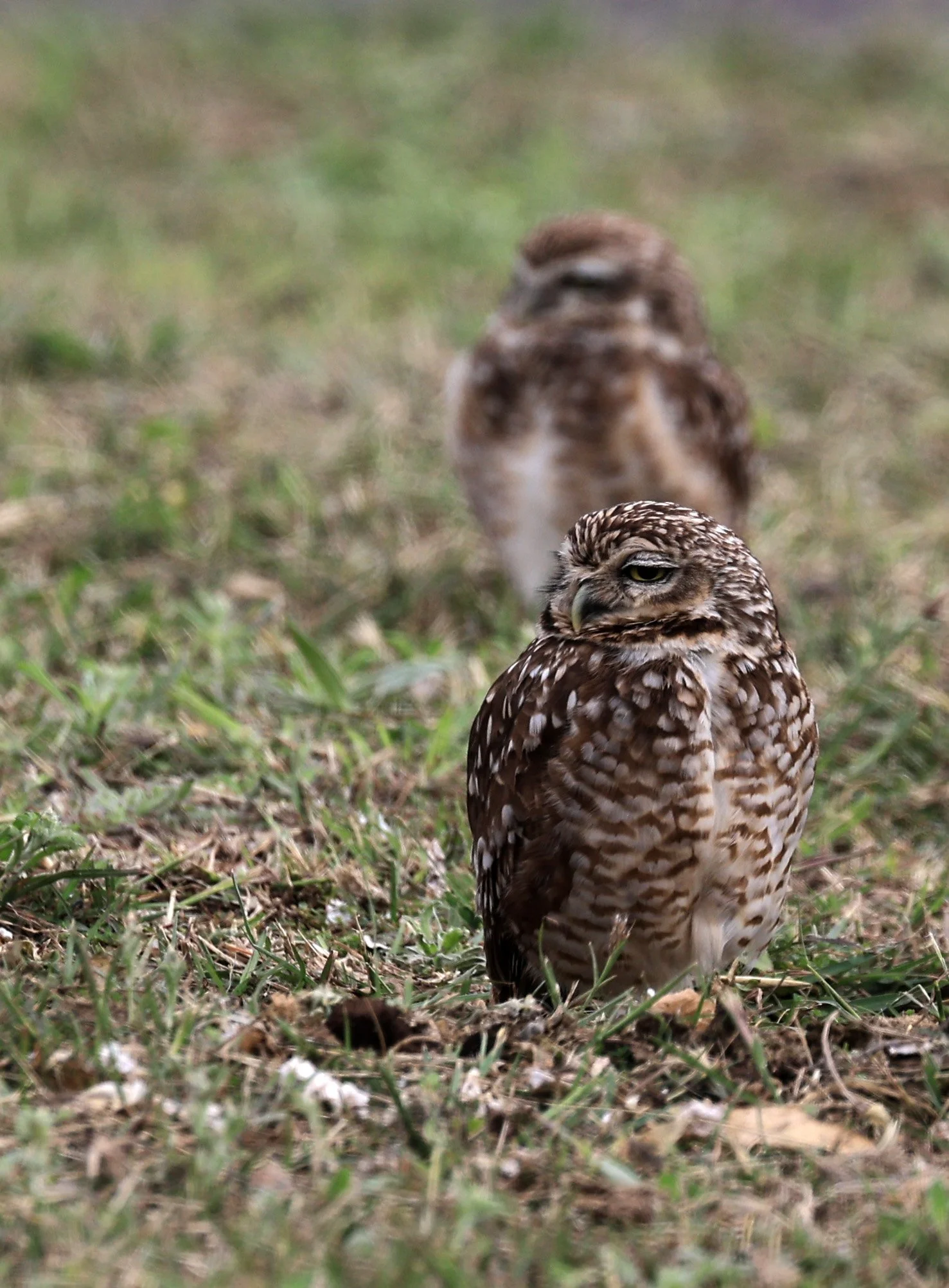 Burrowing Owl (Athene cunicularia) Paraguay